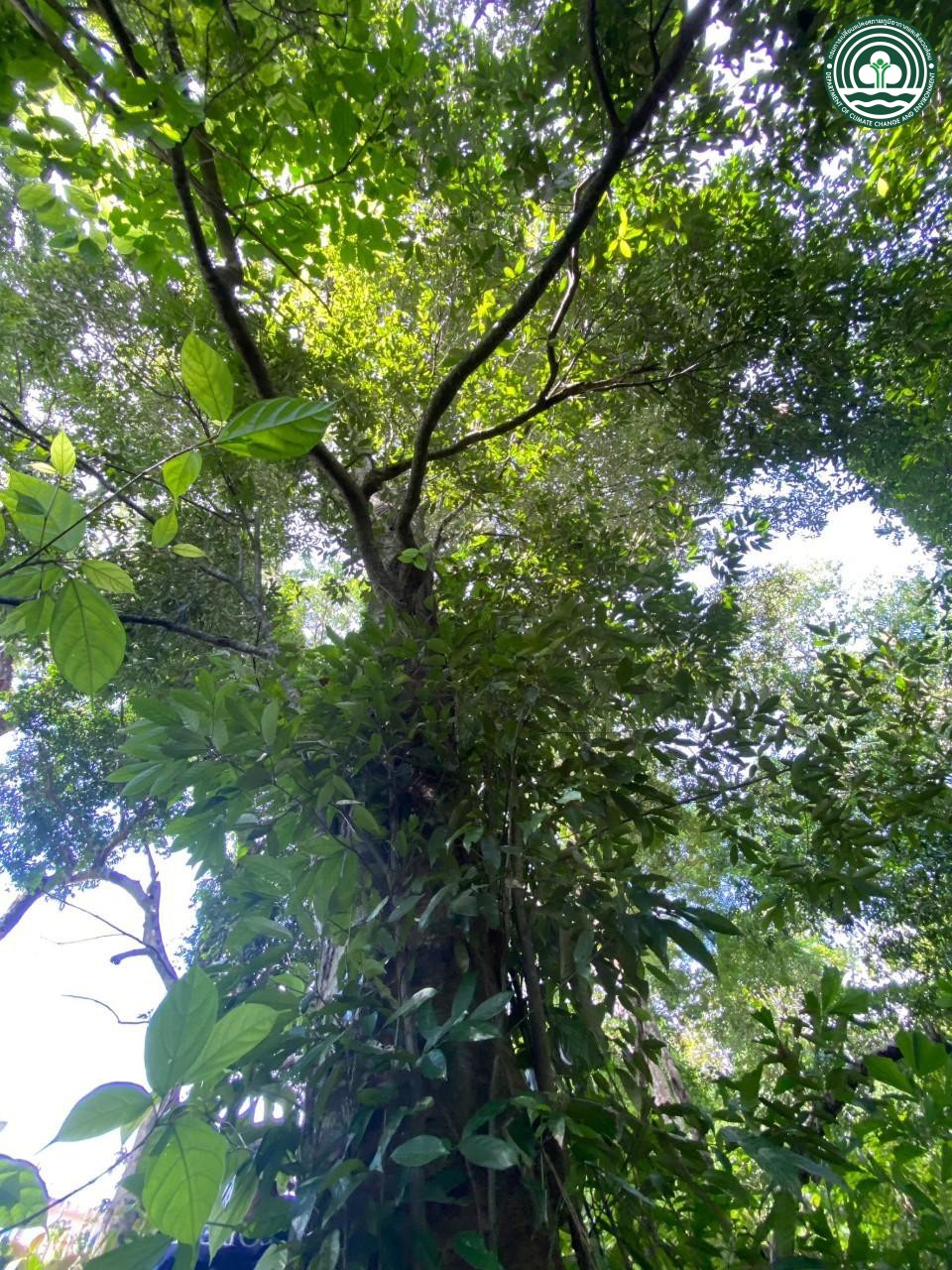 Castanopsis wallichii