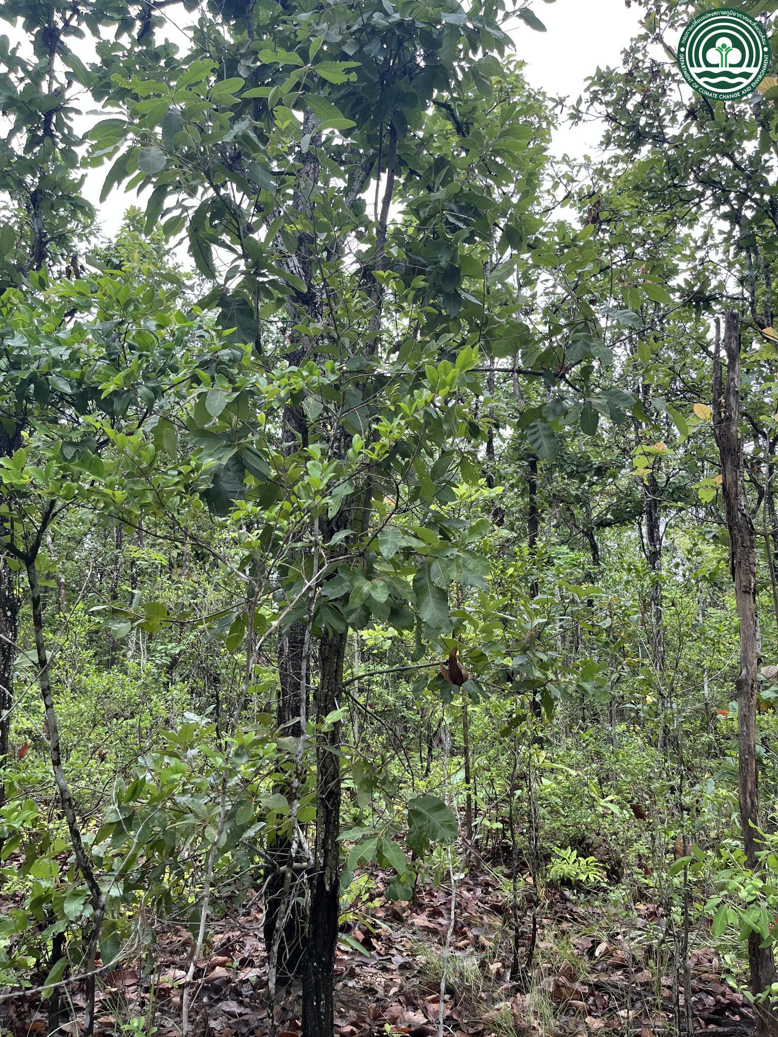 Quercus kerrii