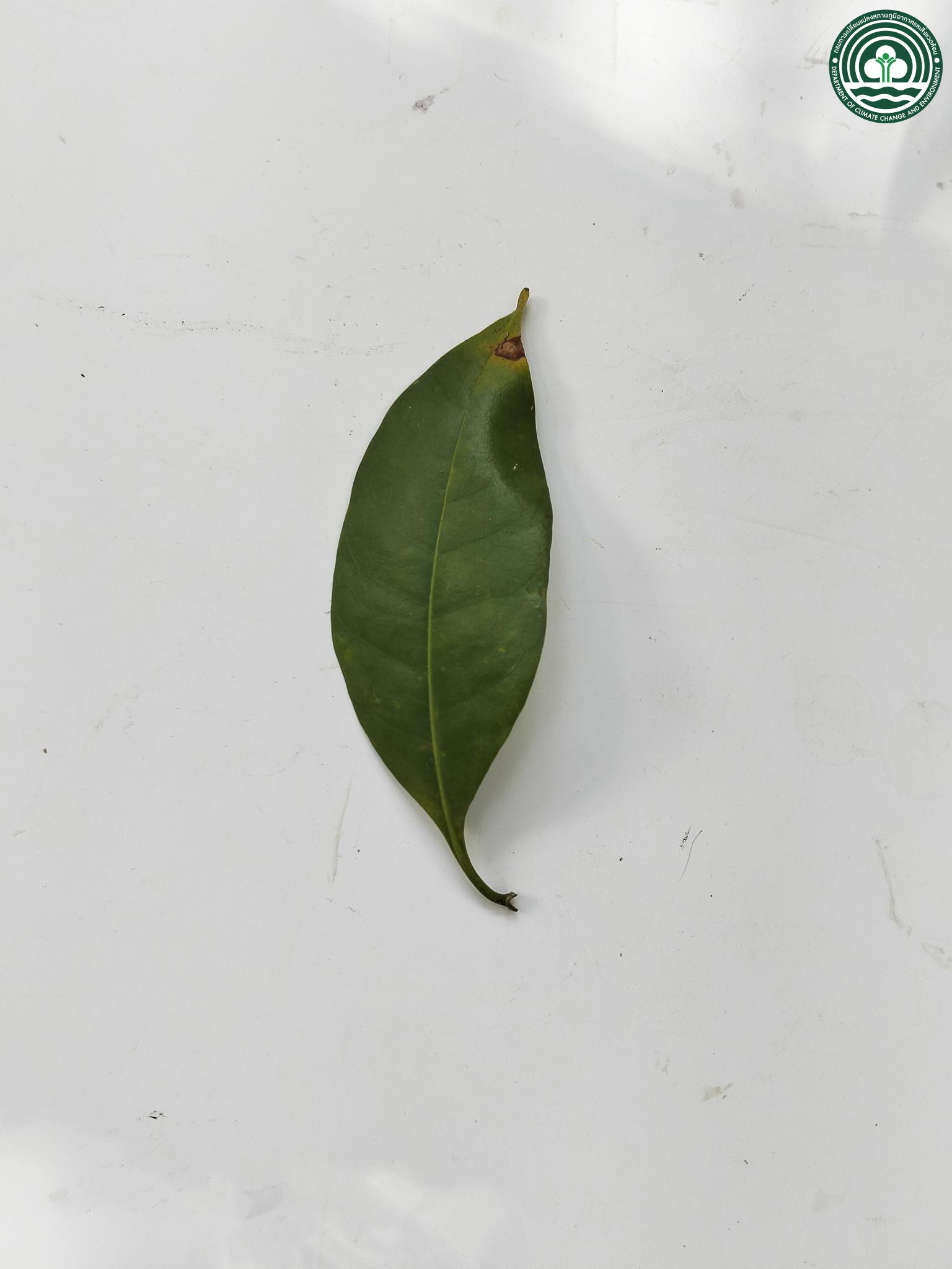 Cyrtophyllum fragrans