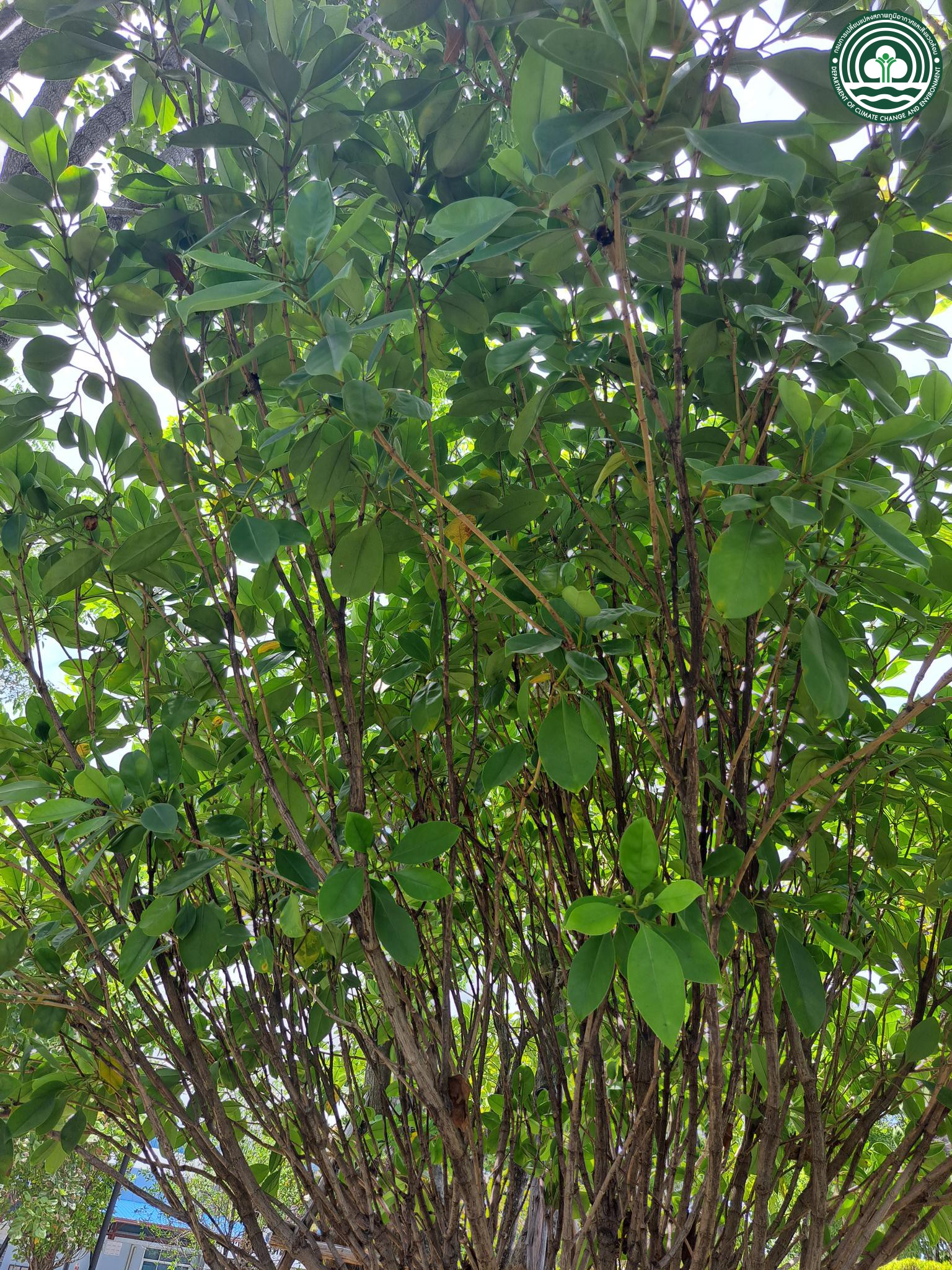 Fagraea ceilanica