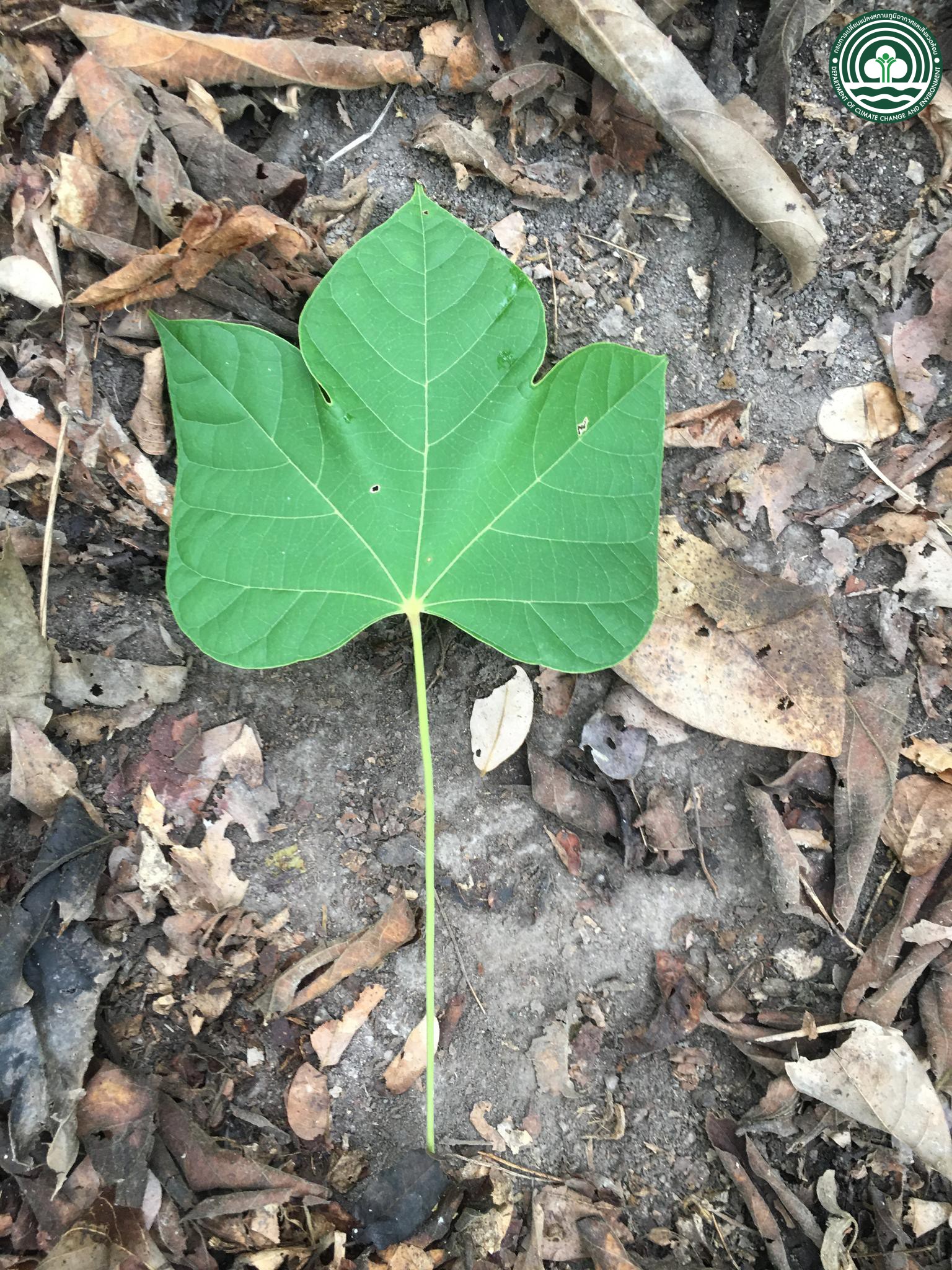 Gyrocarpus americanus