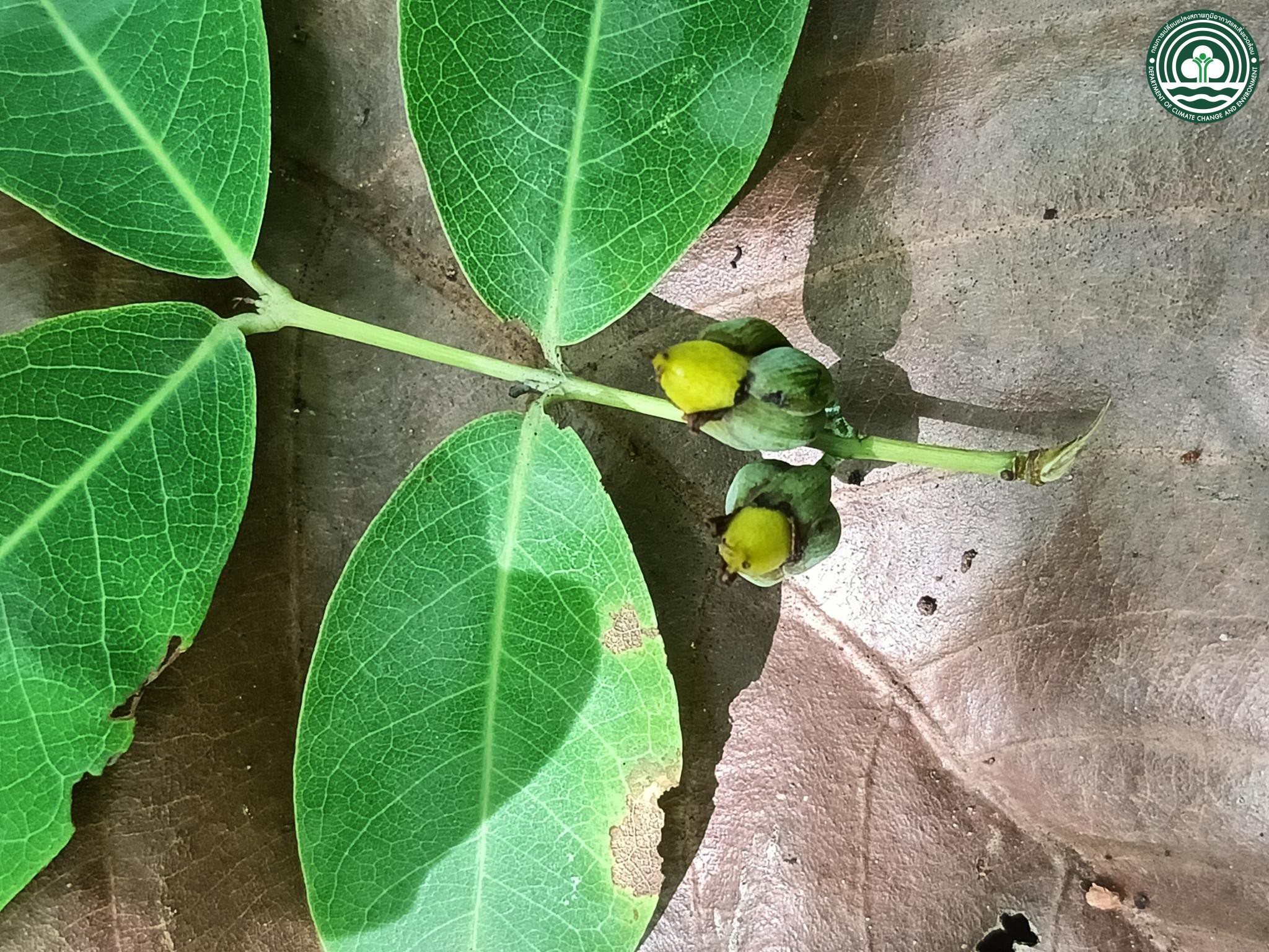 Cratoxylum cochinchinense