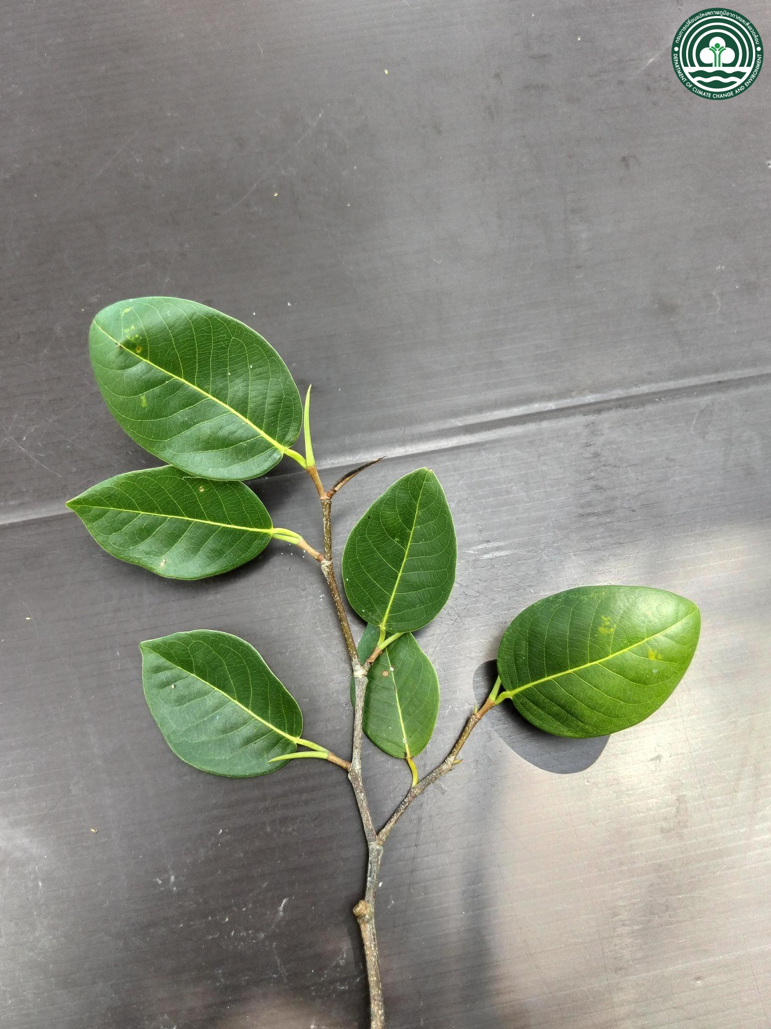 Irvingia malayana