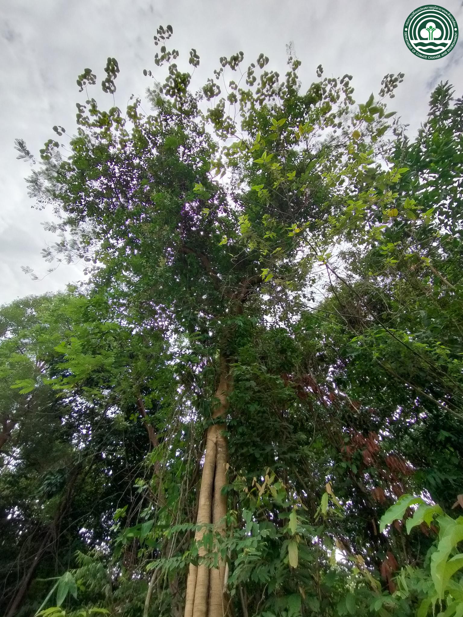 Gmelina arborea