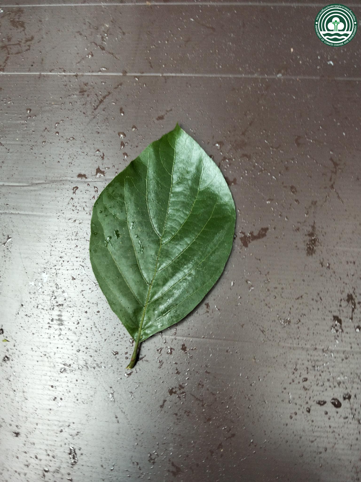 Gmelina elliptica
