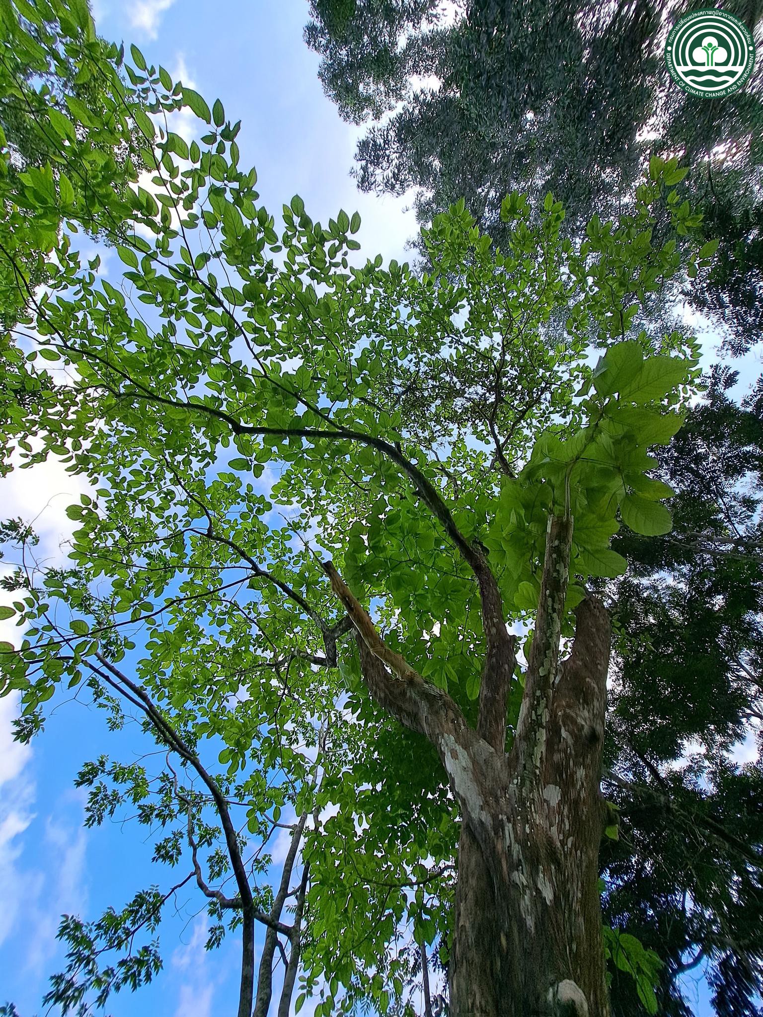 Premna tomentosa