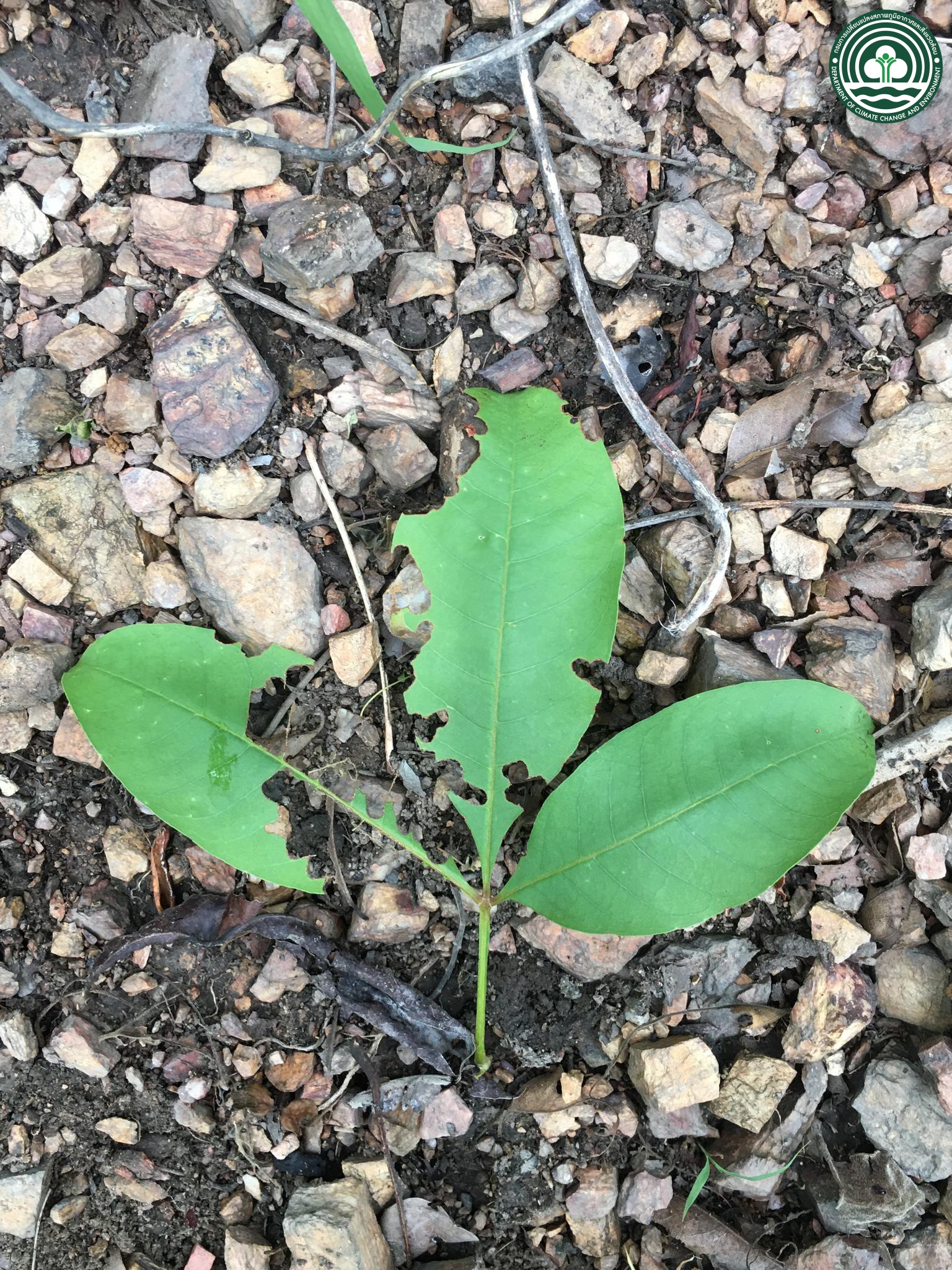Vitex canescens
