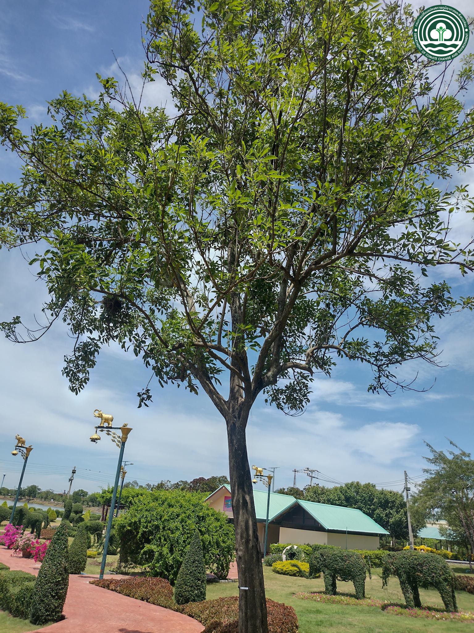 Vitex glabrata