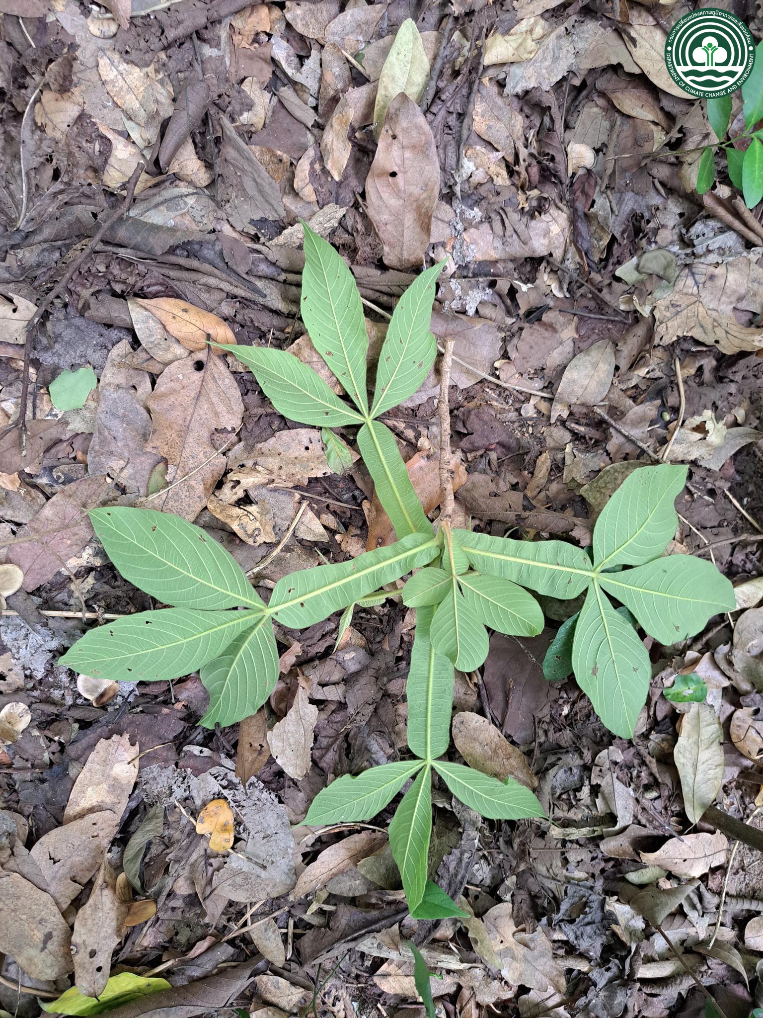 Vitex limonifolia