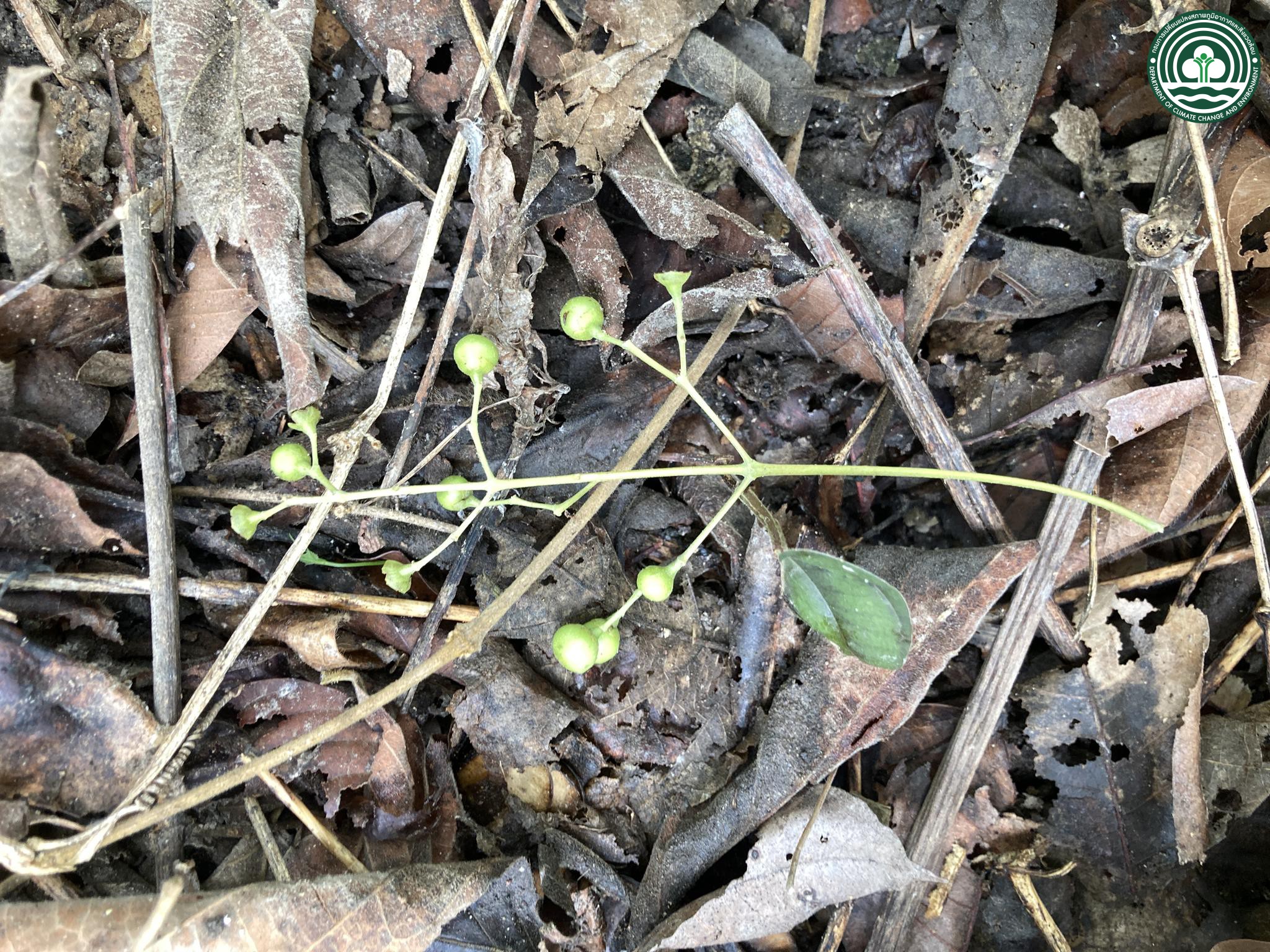 Vitex peduncularis