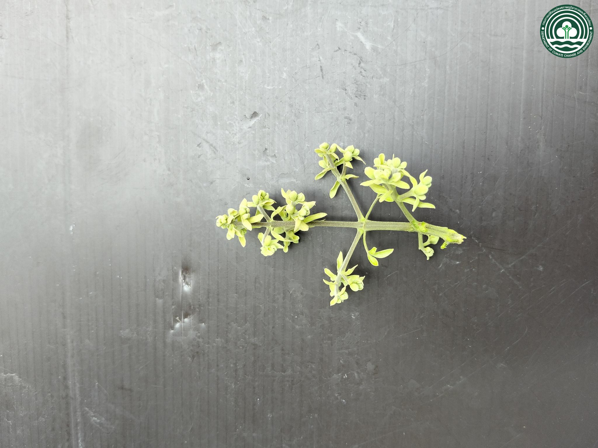 Vitex pinnata