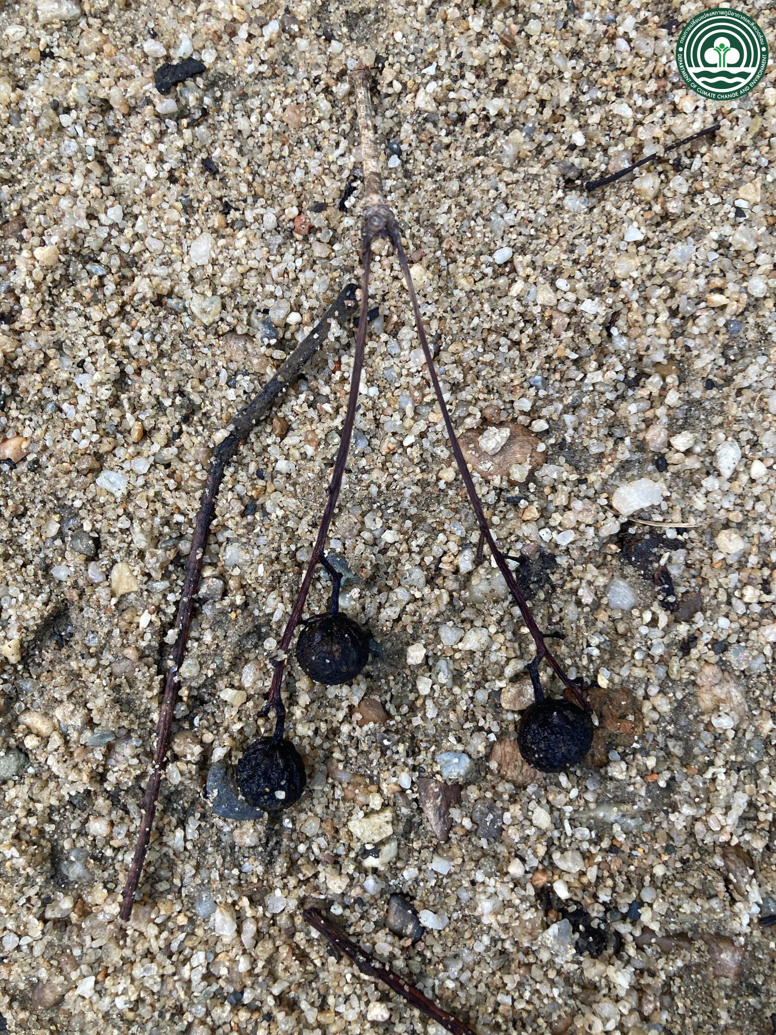 Beilschmiedia roxburghiana
