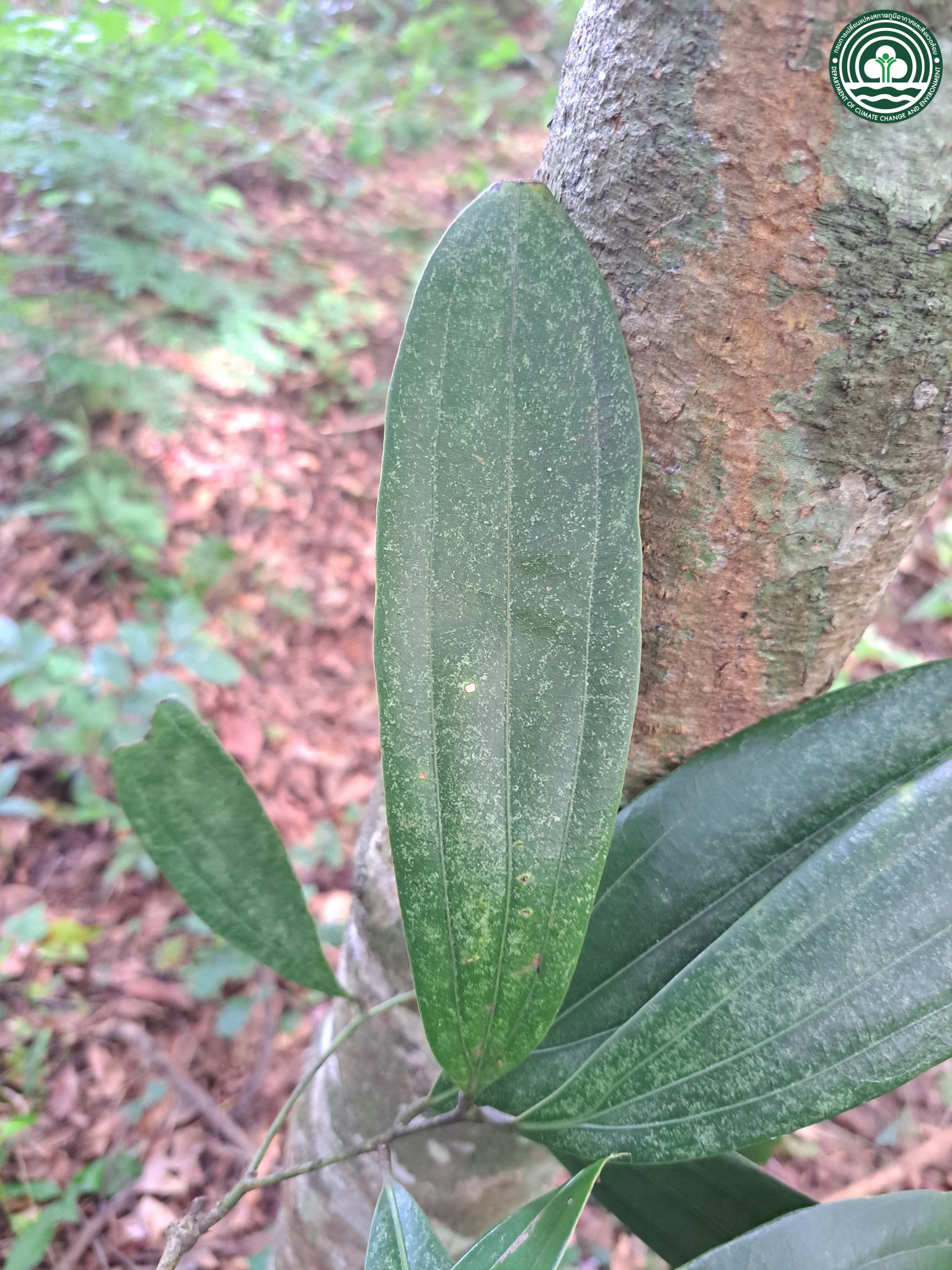 Cinnamomum iners