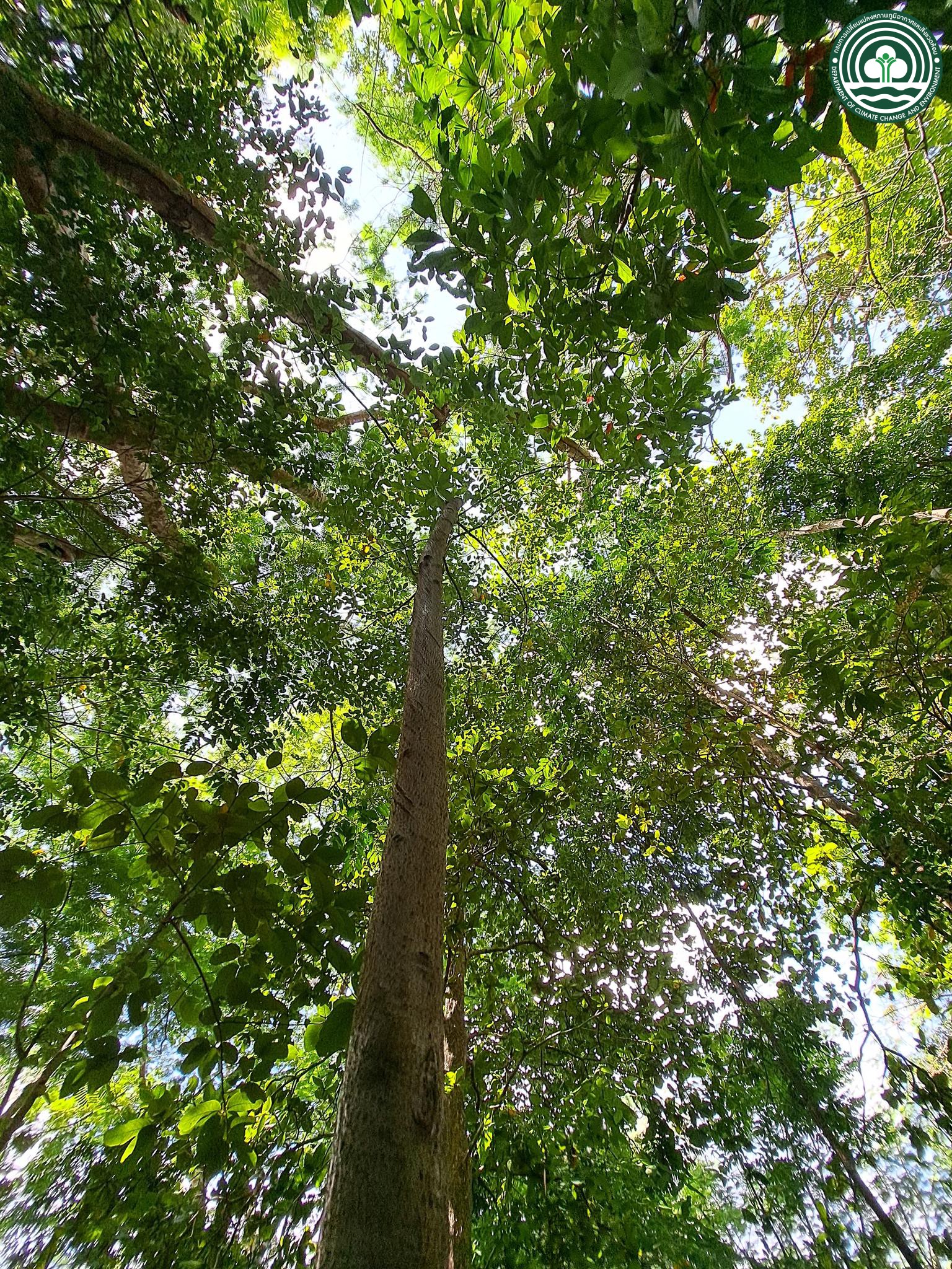 Cinnamomum parthenoxylon