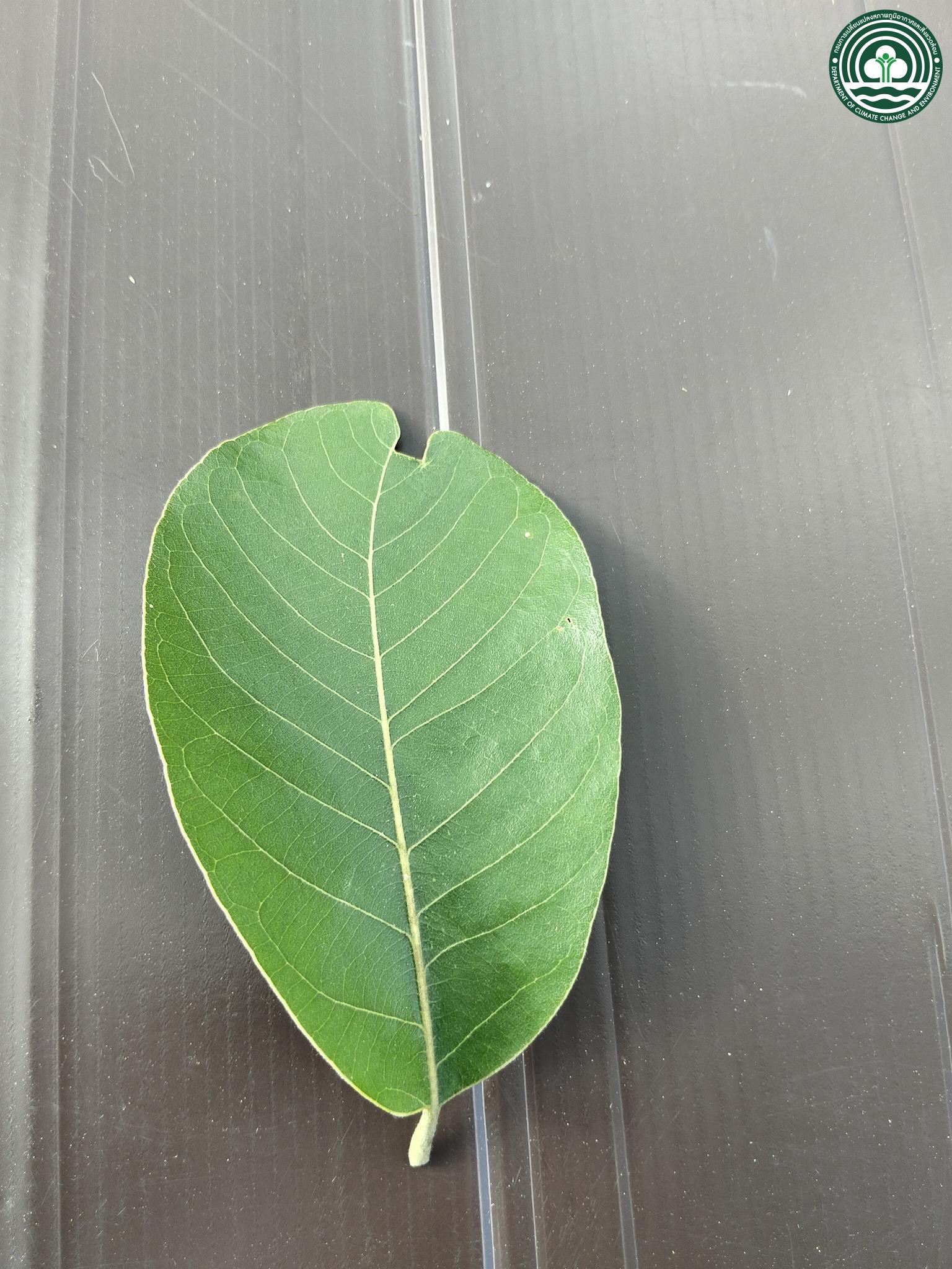 Litsea glutinosa