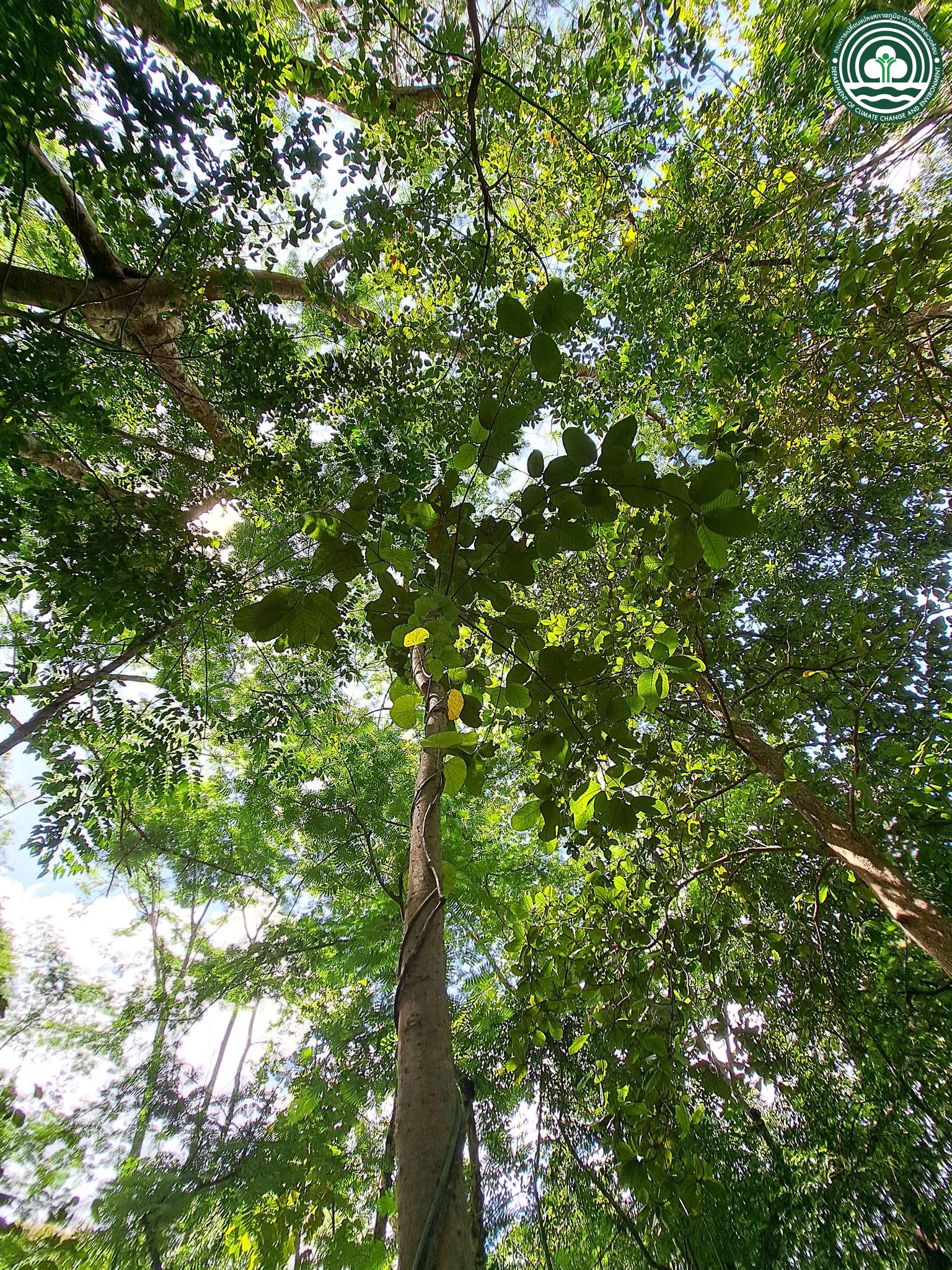 Litsea grandis