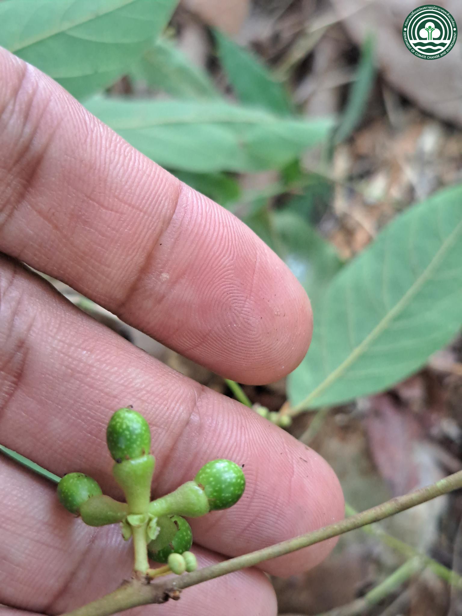 Litsea umbellata