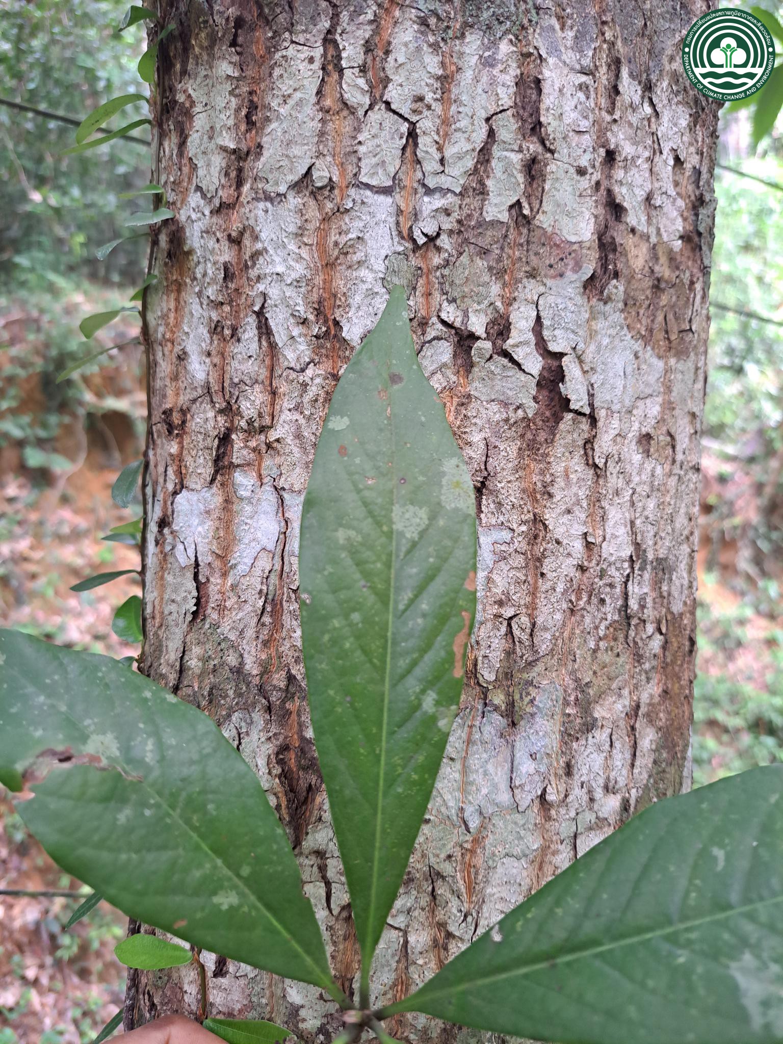 Phoebe tavoyana
