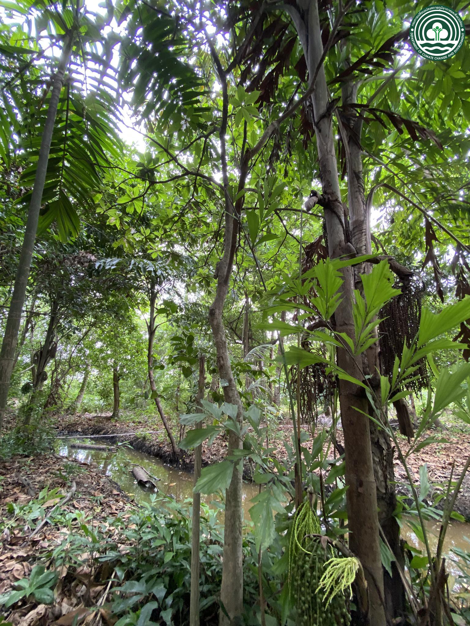 Barringtonia racemosa