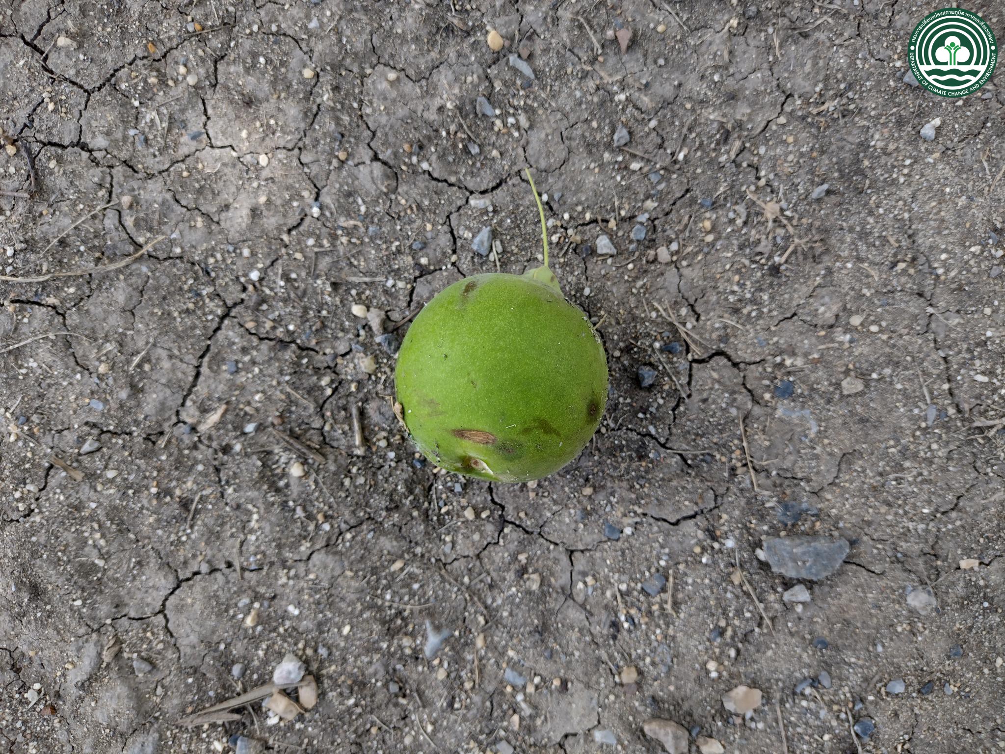 Careya arborea