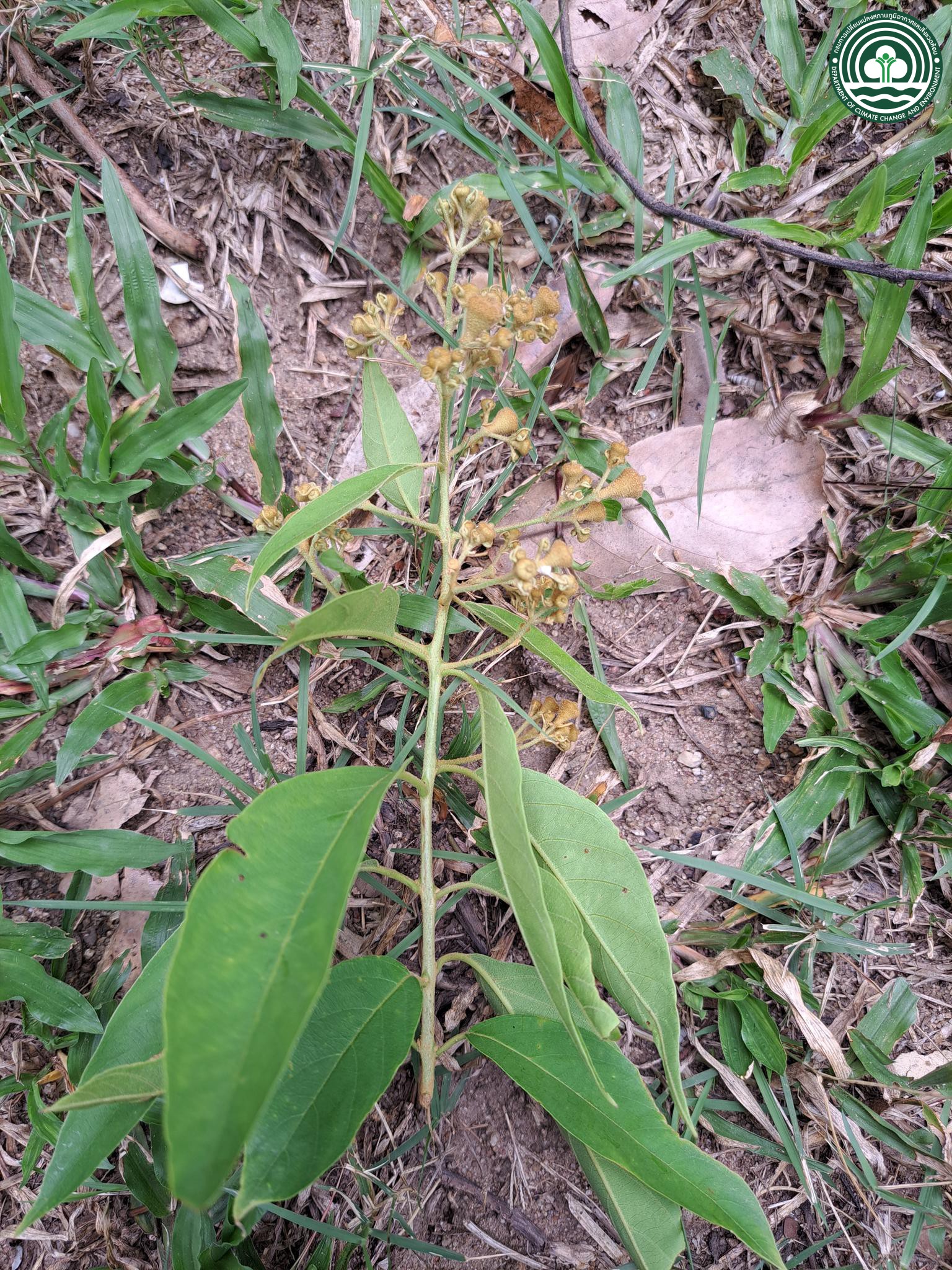 Lagerstroemia calyculata