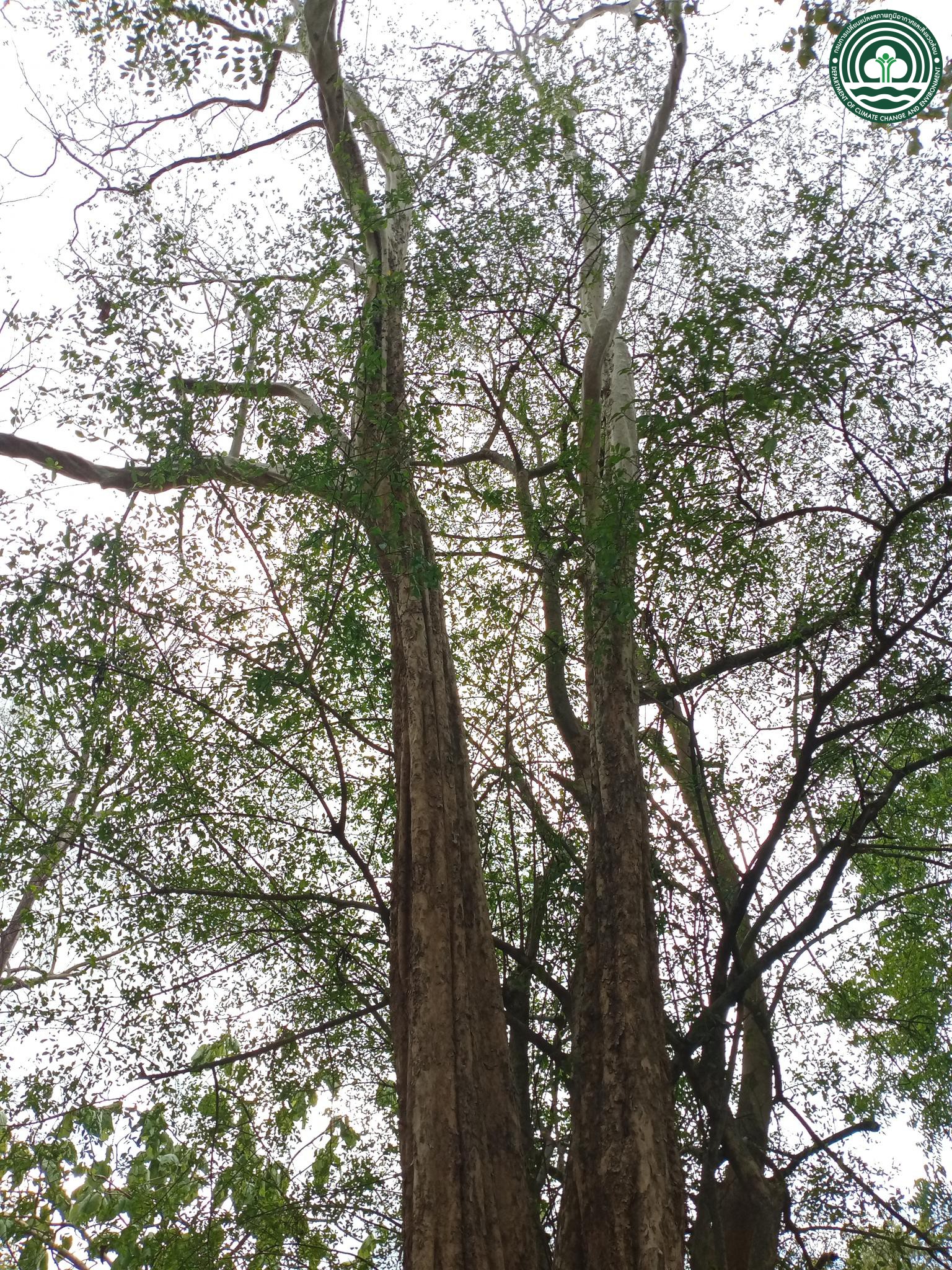 Lagerstroemia duperreana