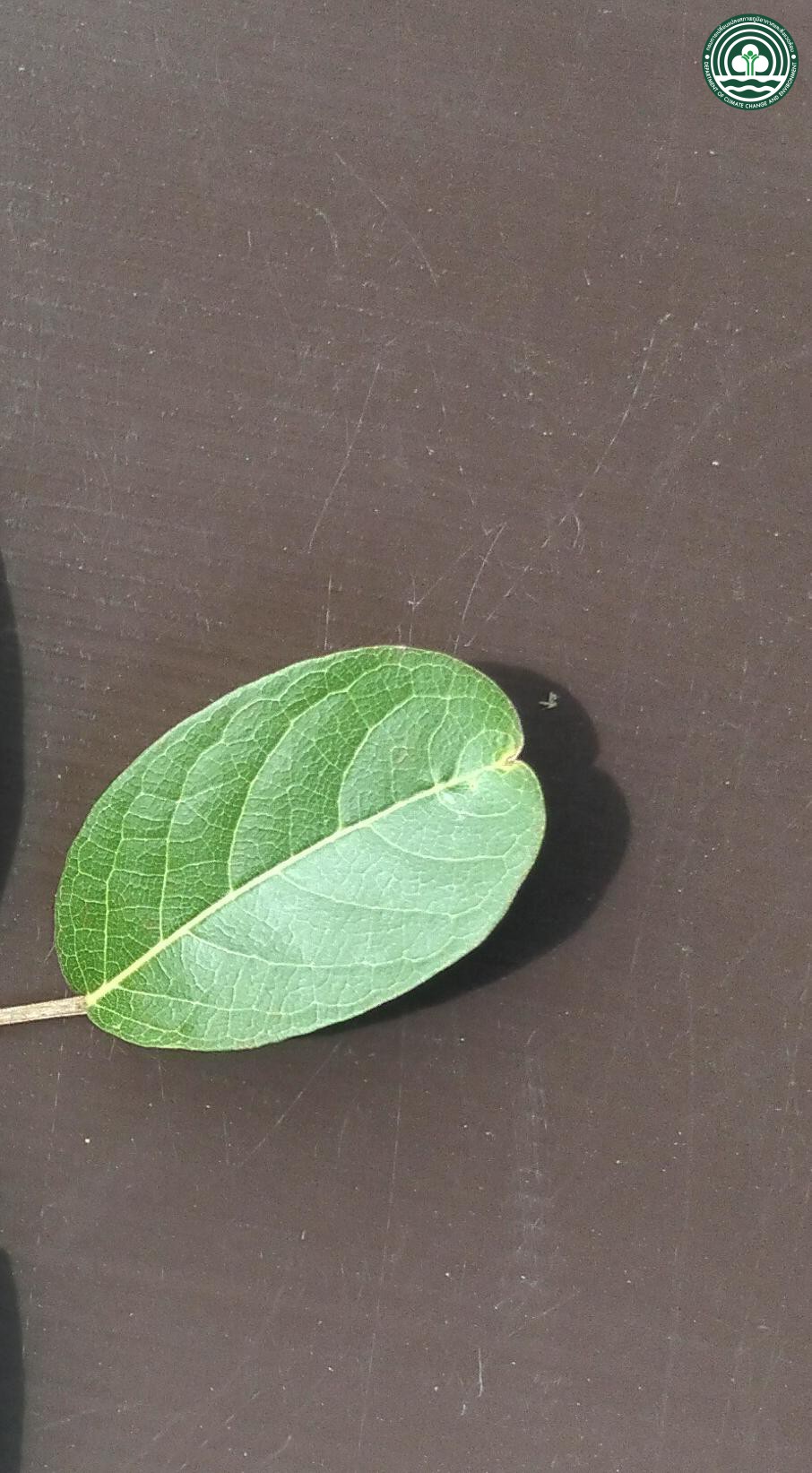 Lagerstroemia floribunda