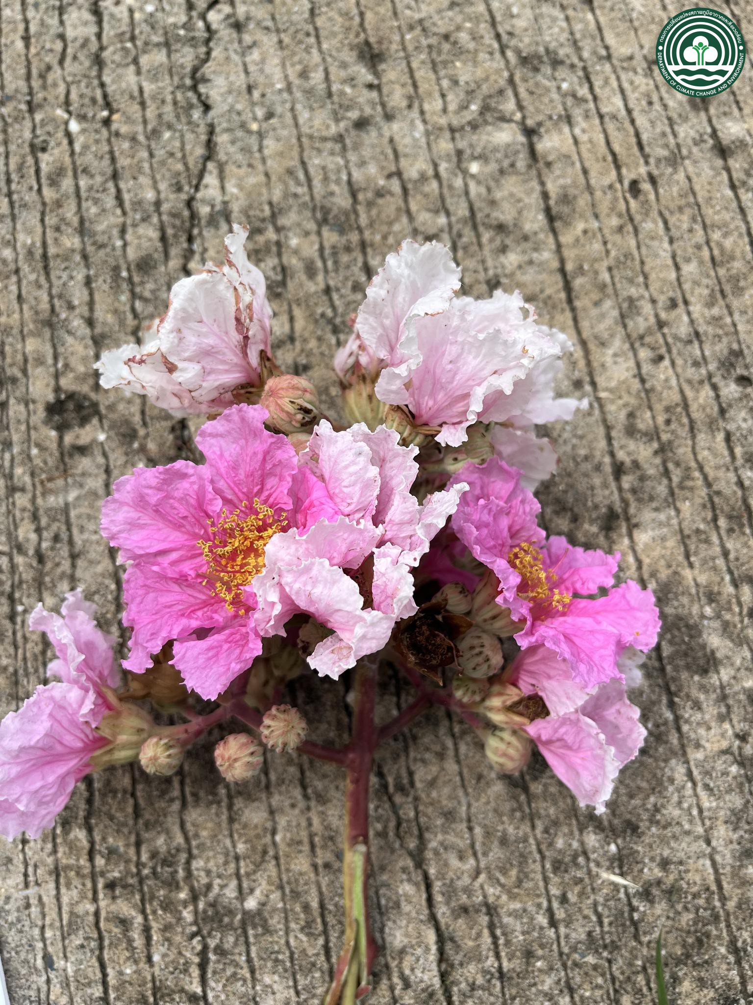 Lagerstroemia macrocarpa