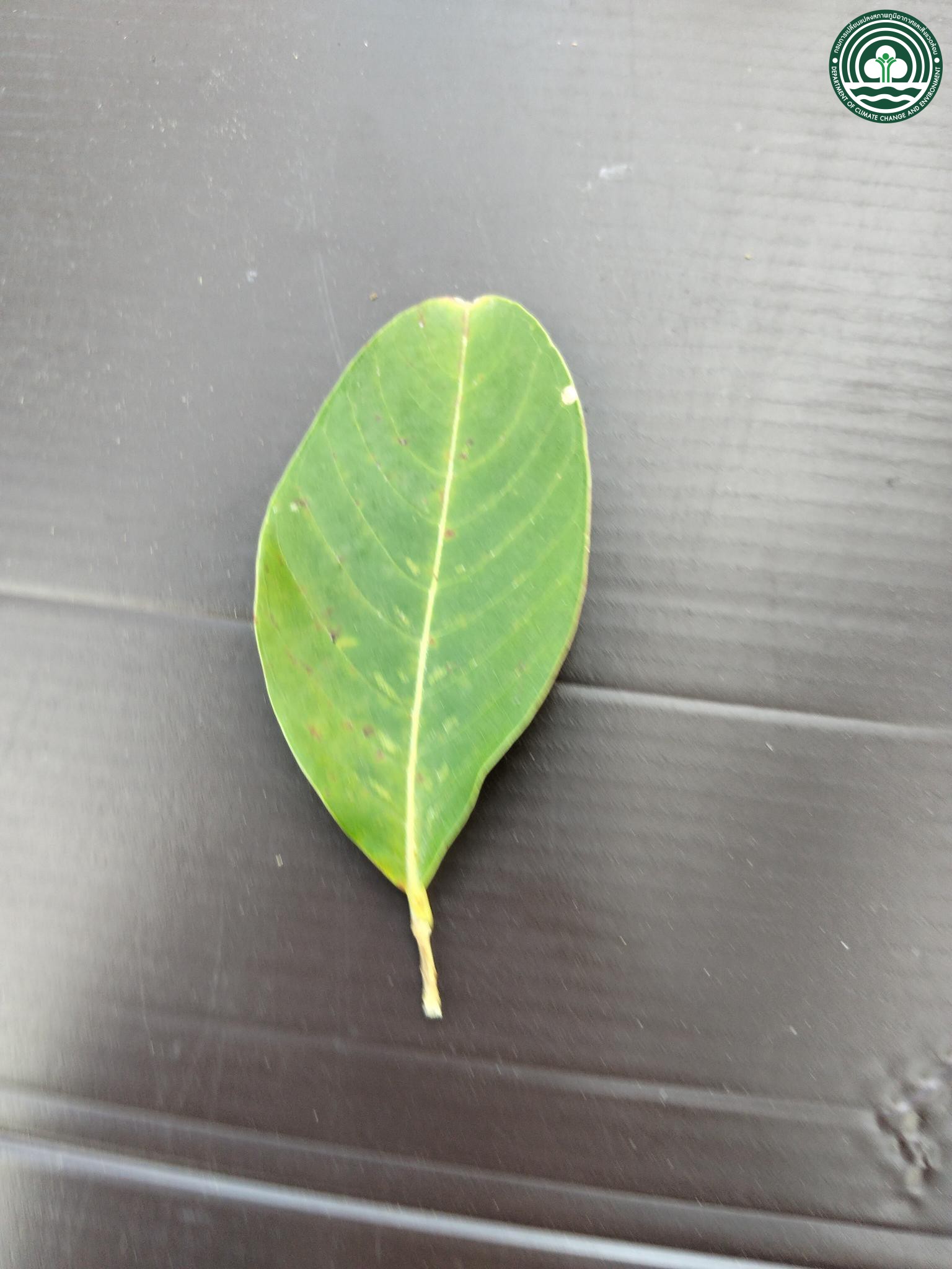 Lagerstroemia speciosa