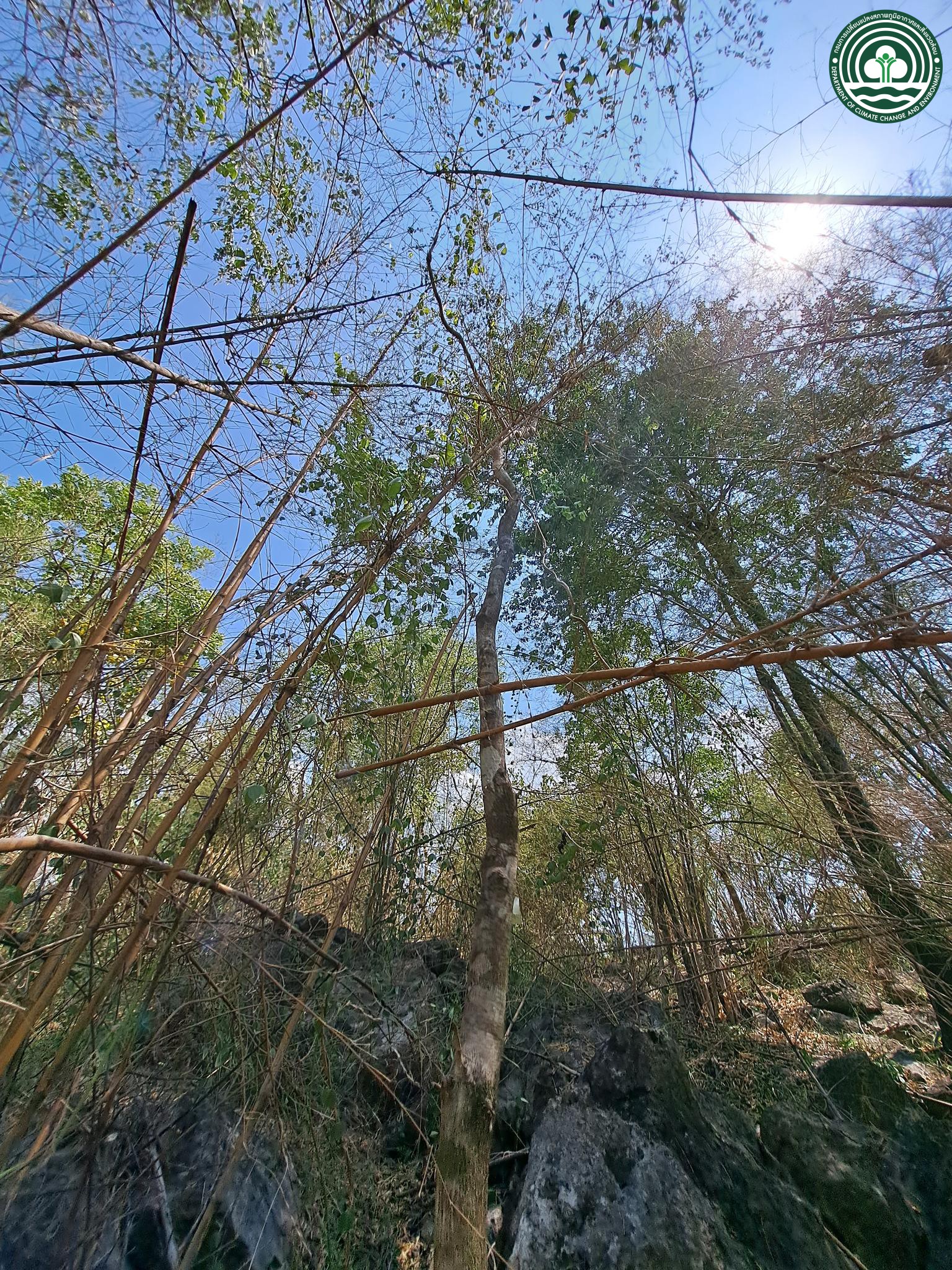 Lagerstroemia subangulata