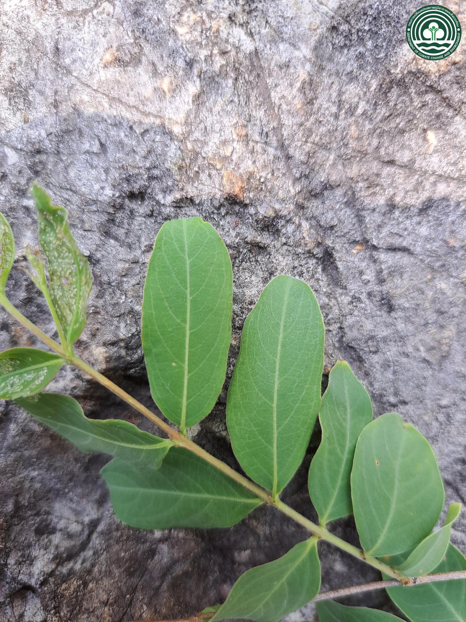 Lagerstroemia venusta