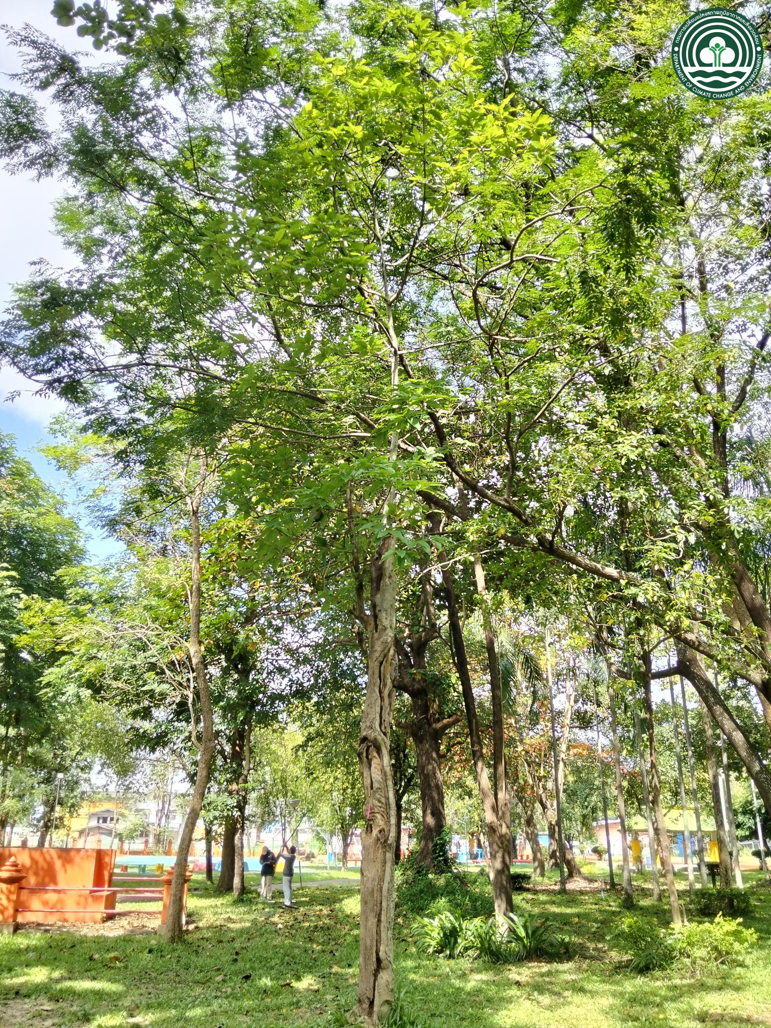 Magnolia champaca