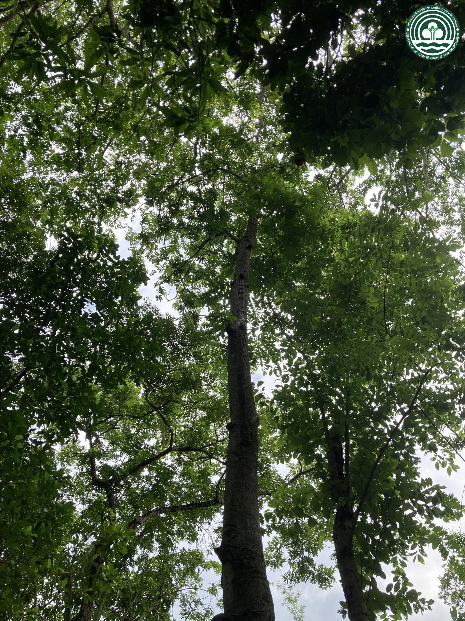 Ceiba pentandra
