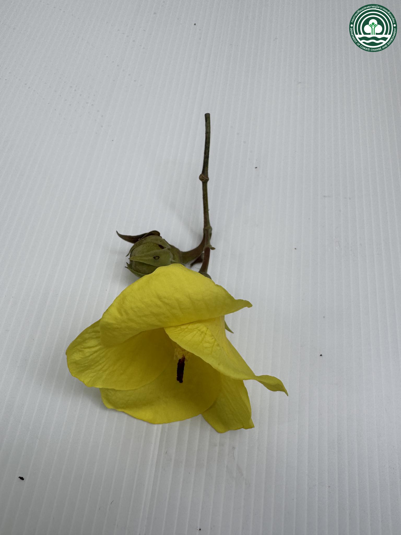 Hibiscus tiliaceus