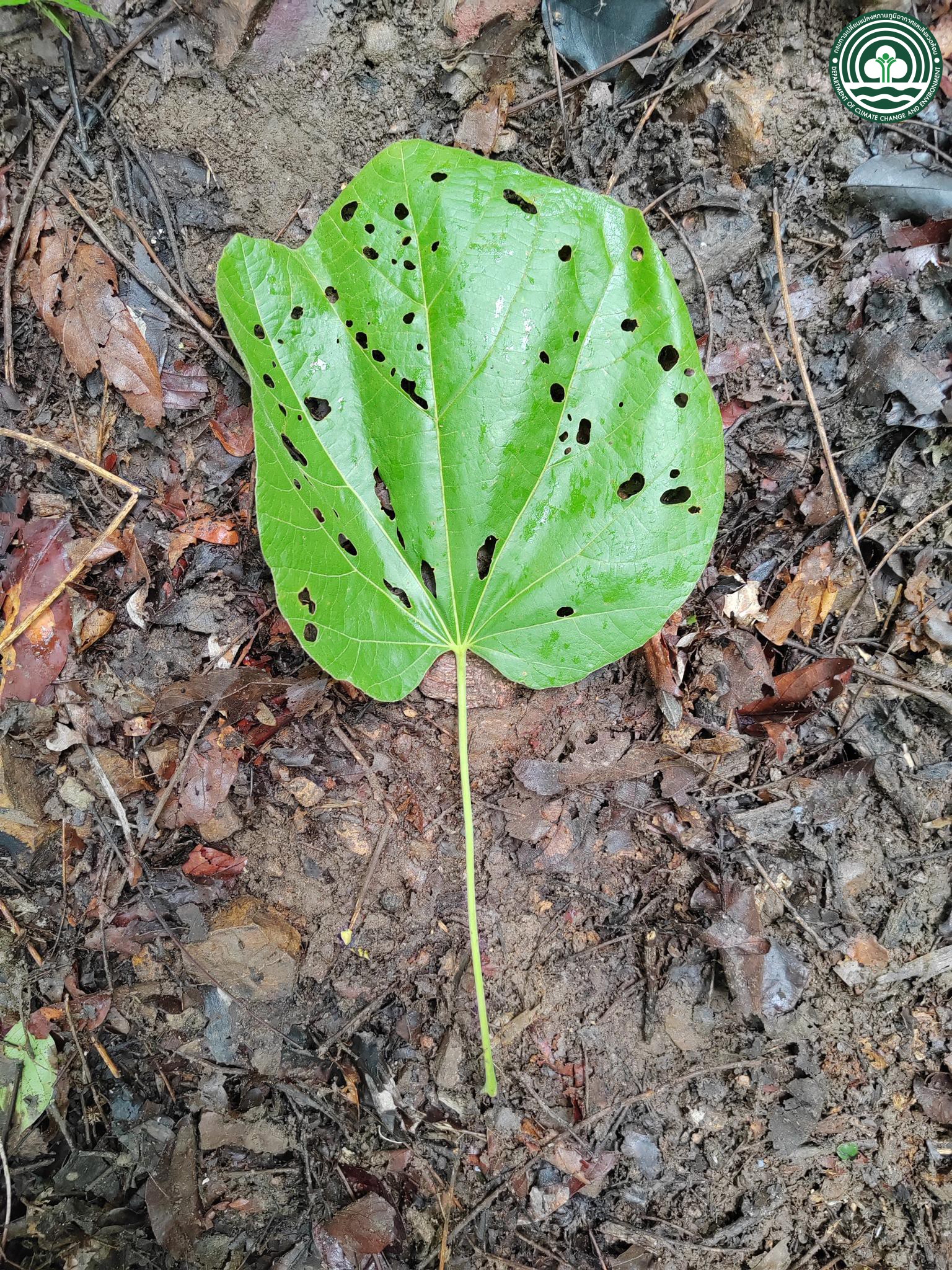 Kydia calycina