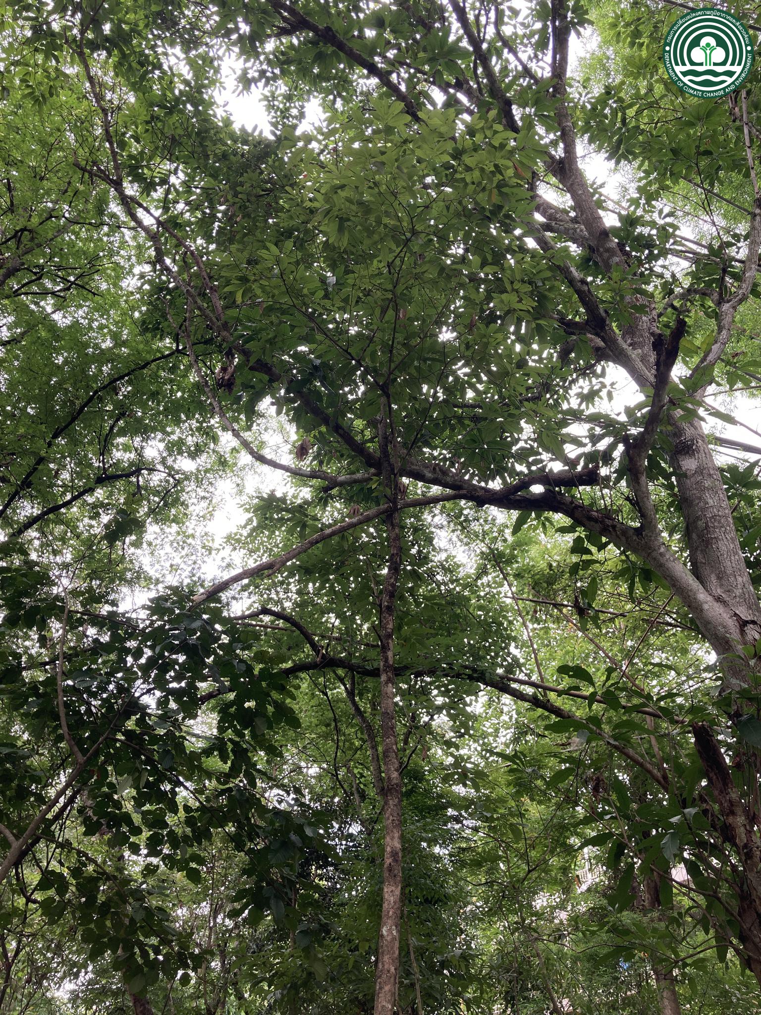 Microcos paniculata