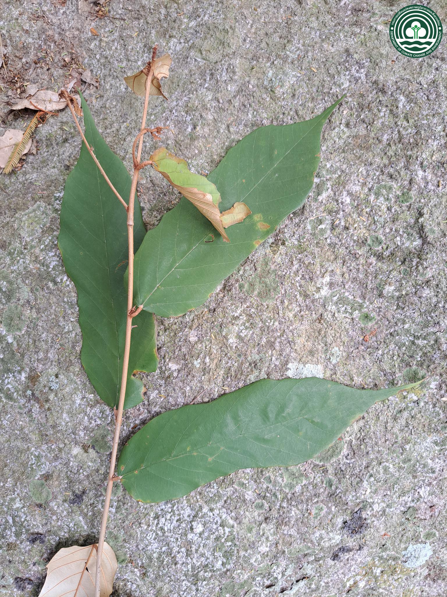 Pterospermum pecteniforme