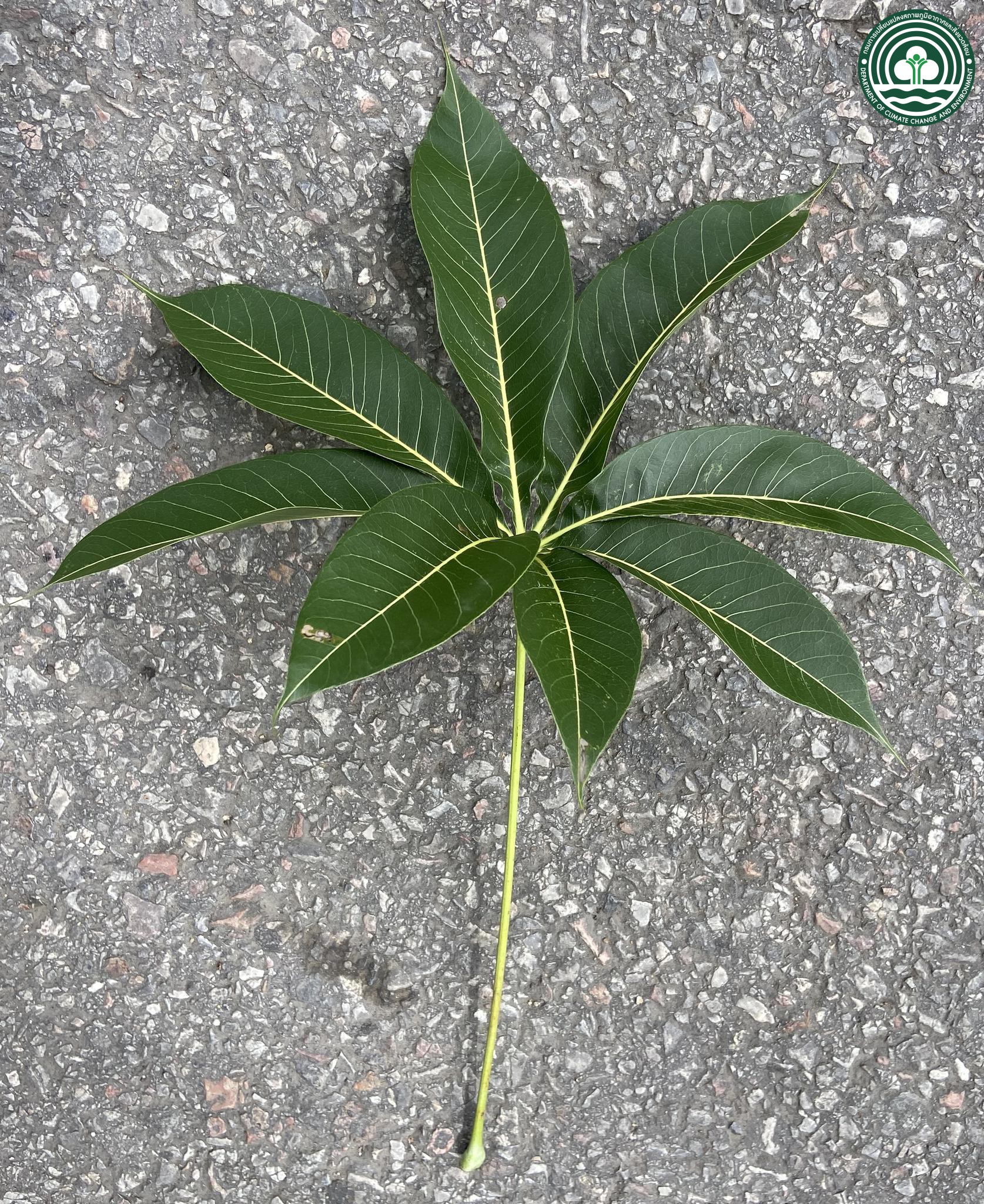 Sterculia foetida