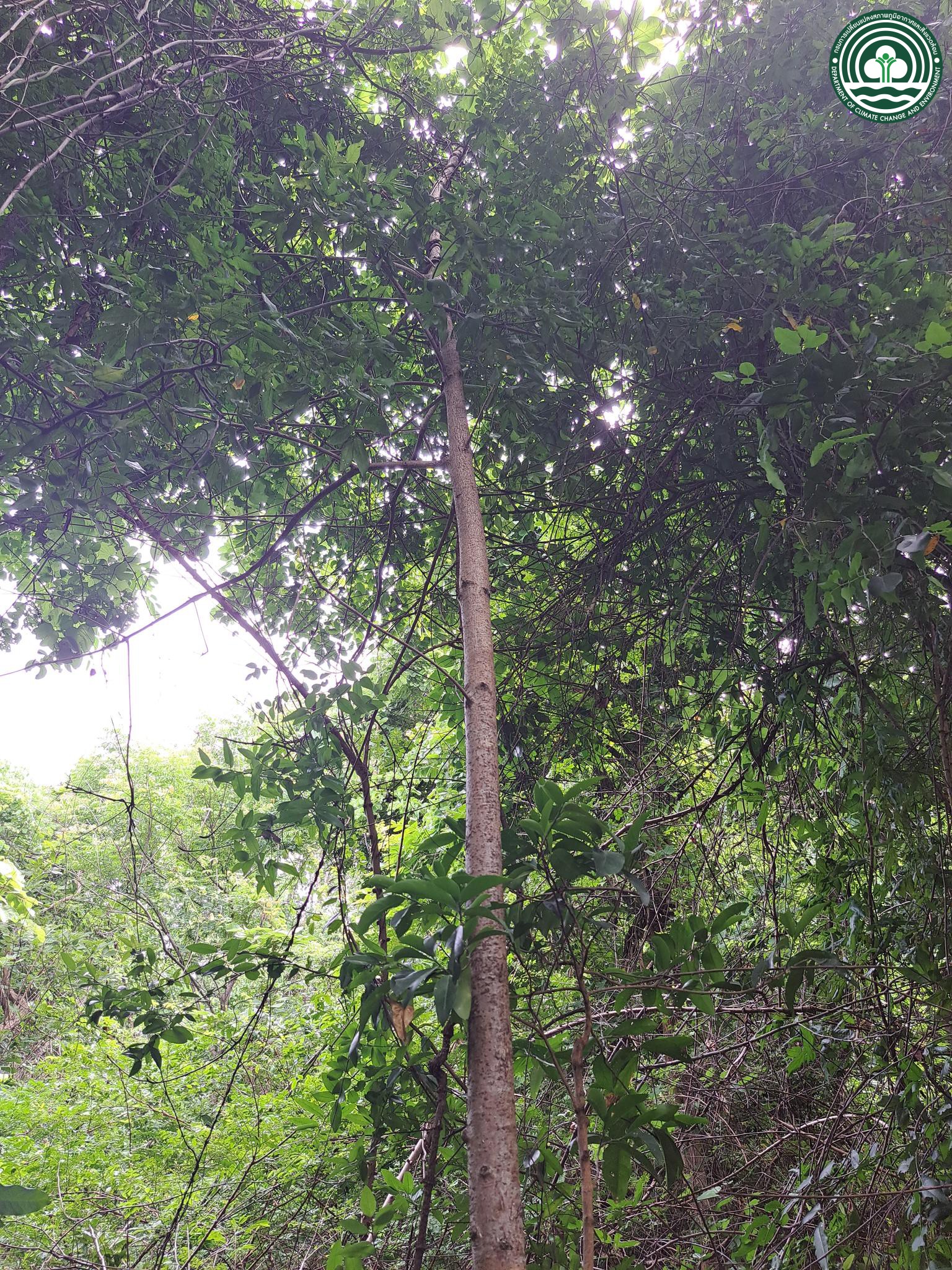 Sterculia guttata