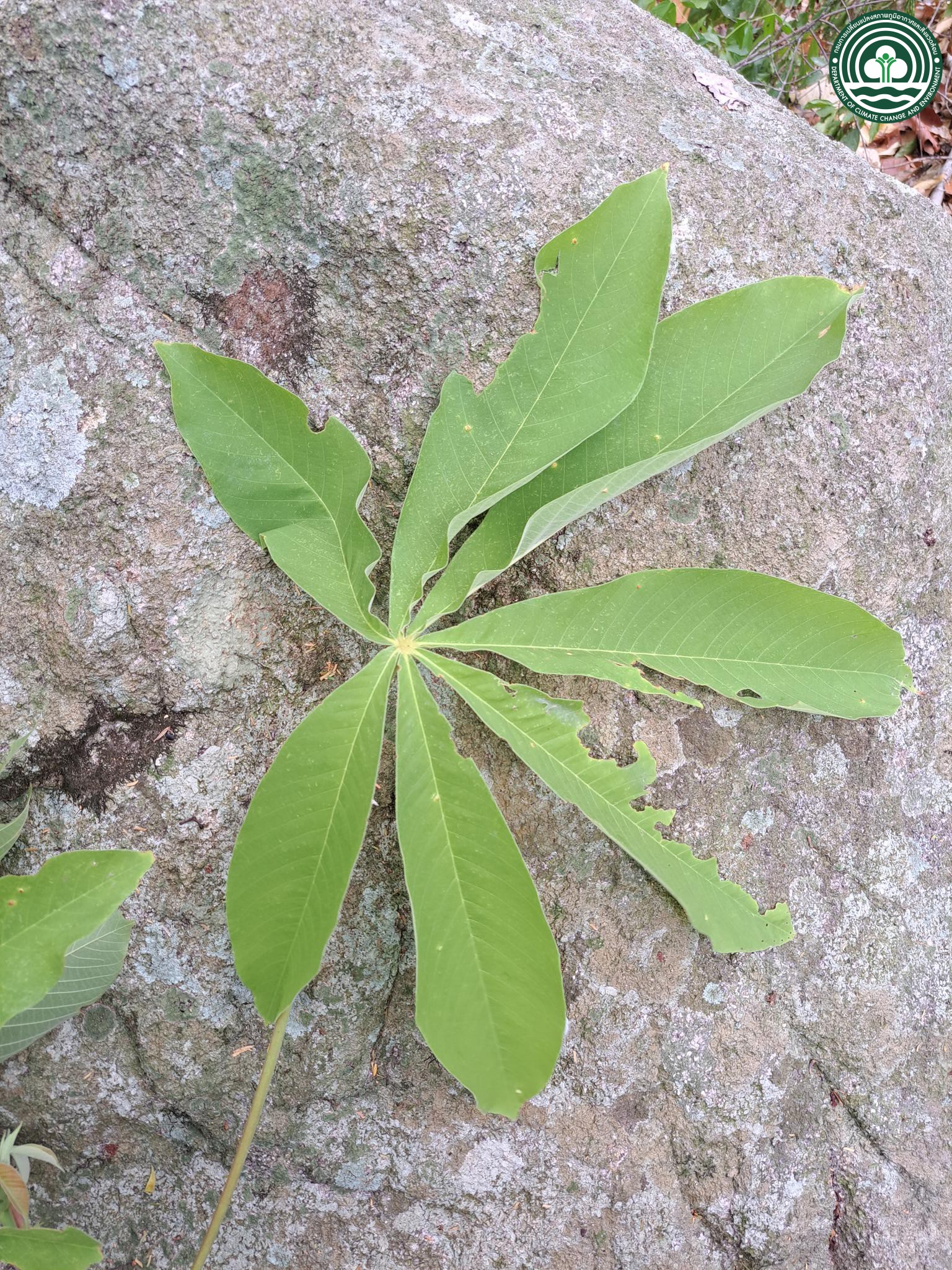 Sterculia pexa