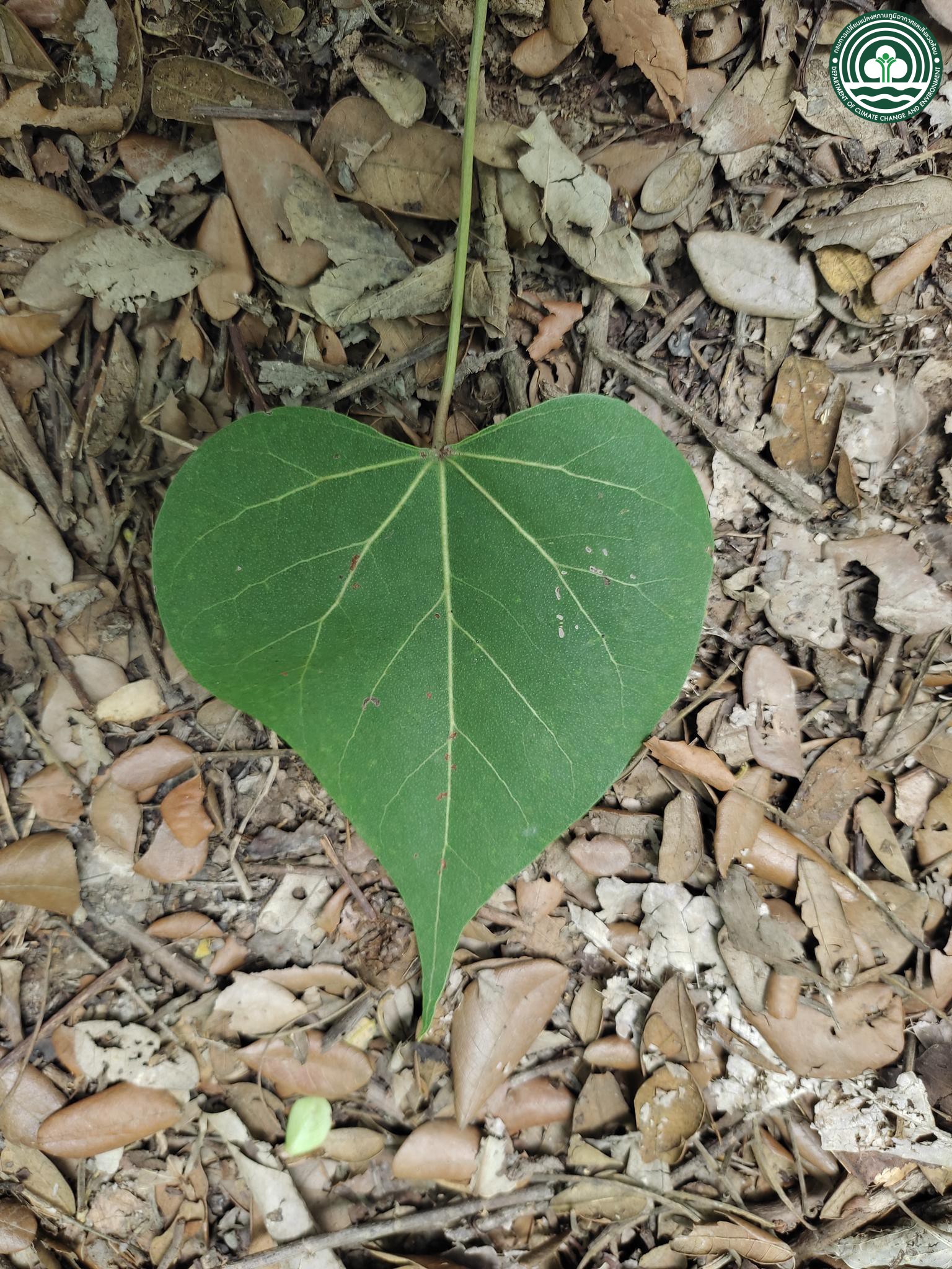 Thespesia populnea