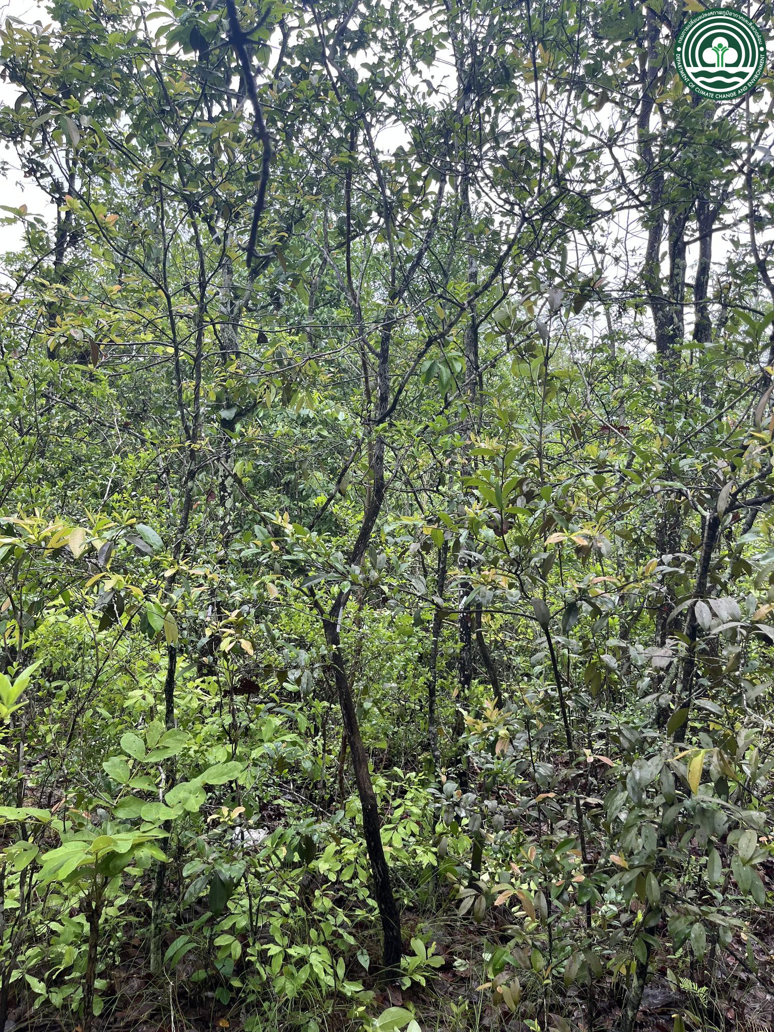 Memecylon scutellatum