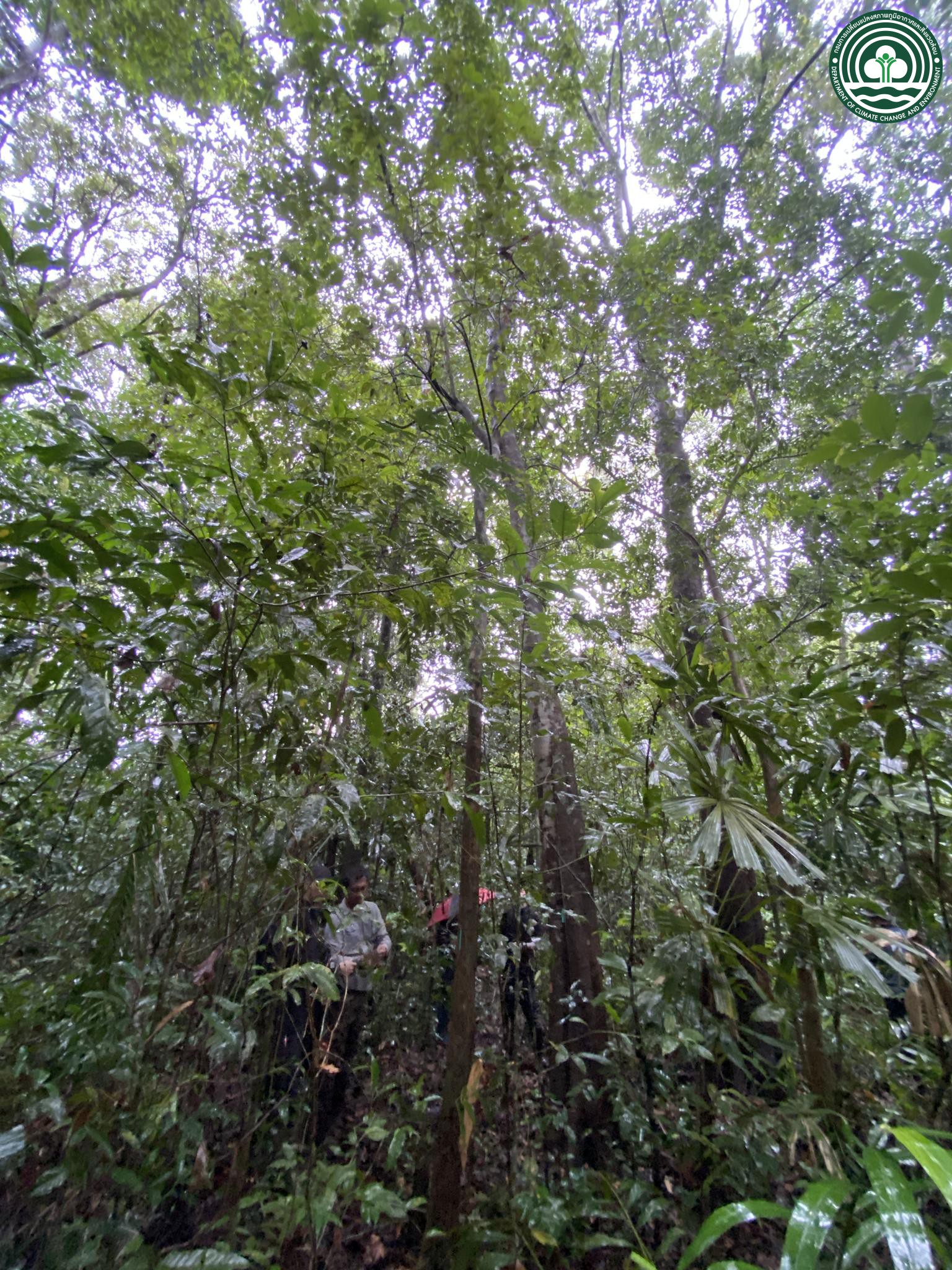 Pternandra caerulescens