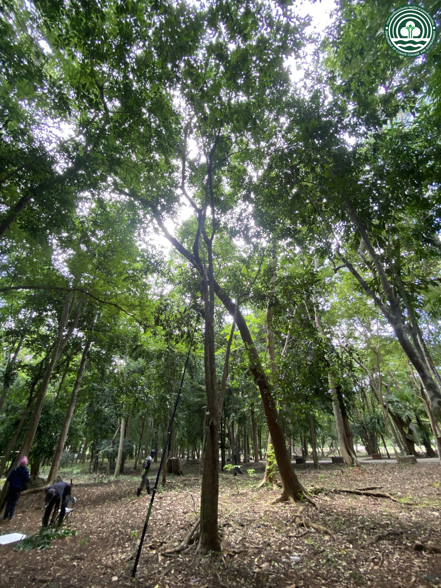Aphanamixis polystachya