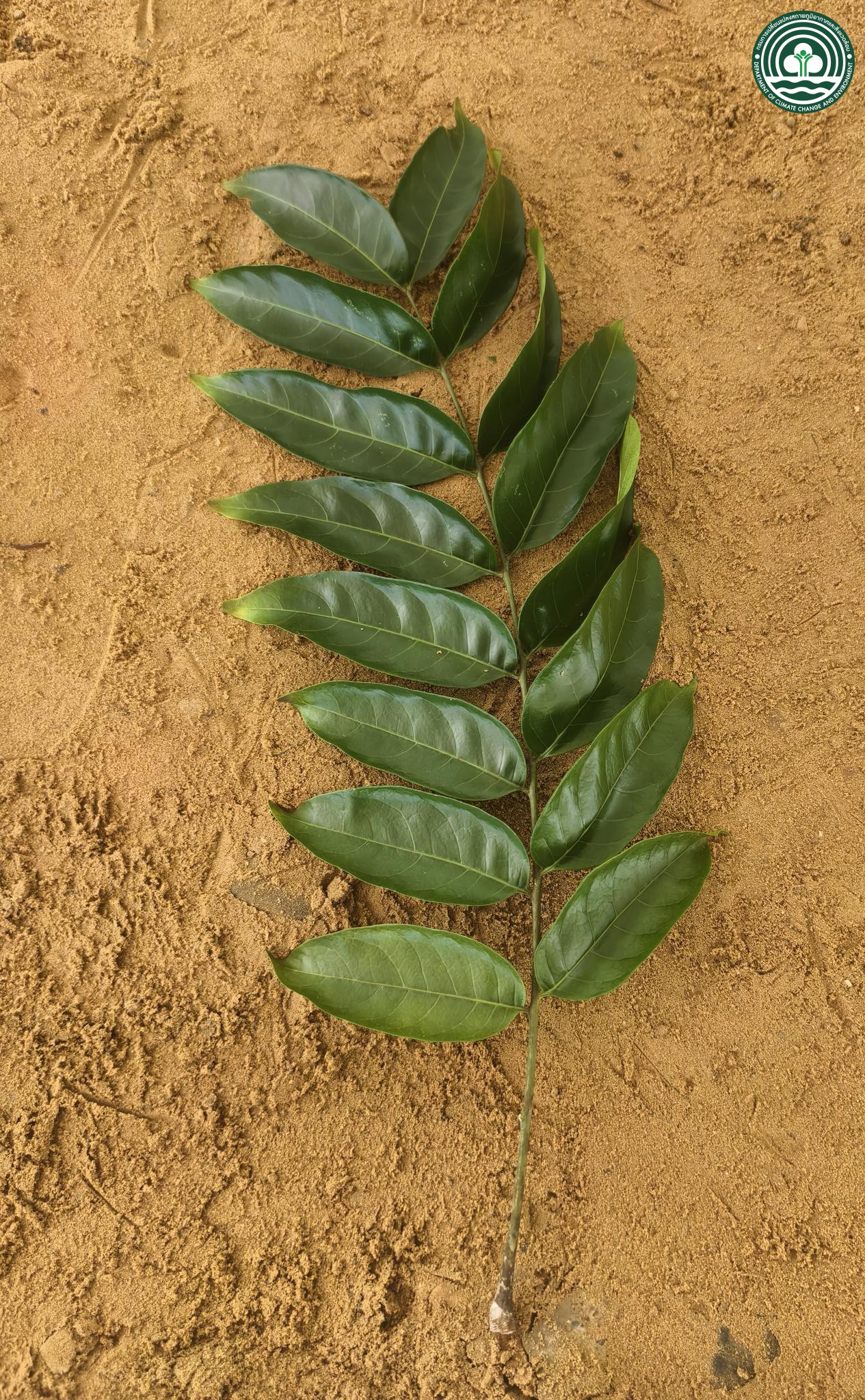 Azadirachta excelsa