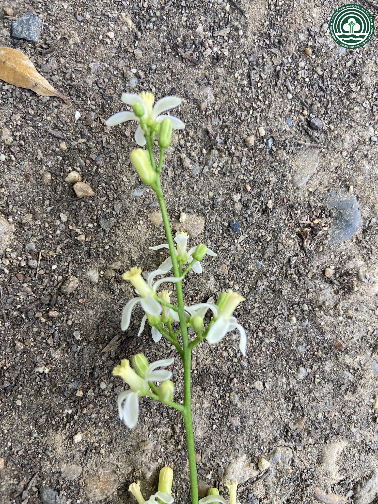 Azadirachta indica