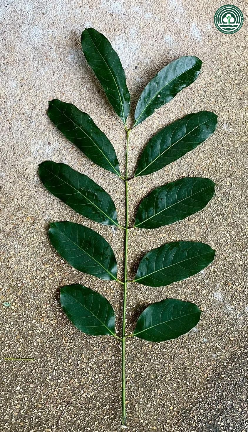 Khaya senegalensis