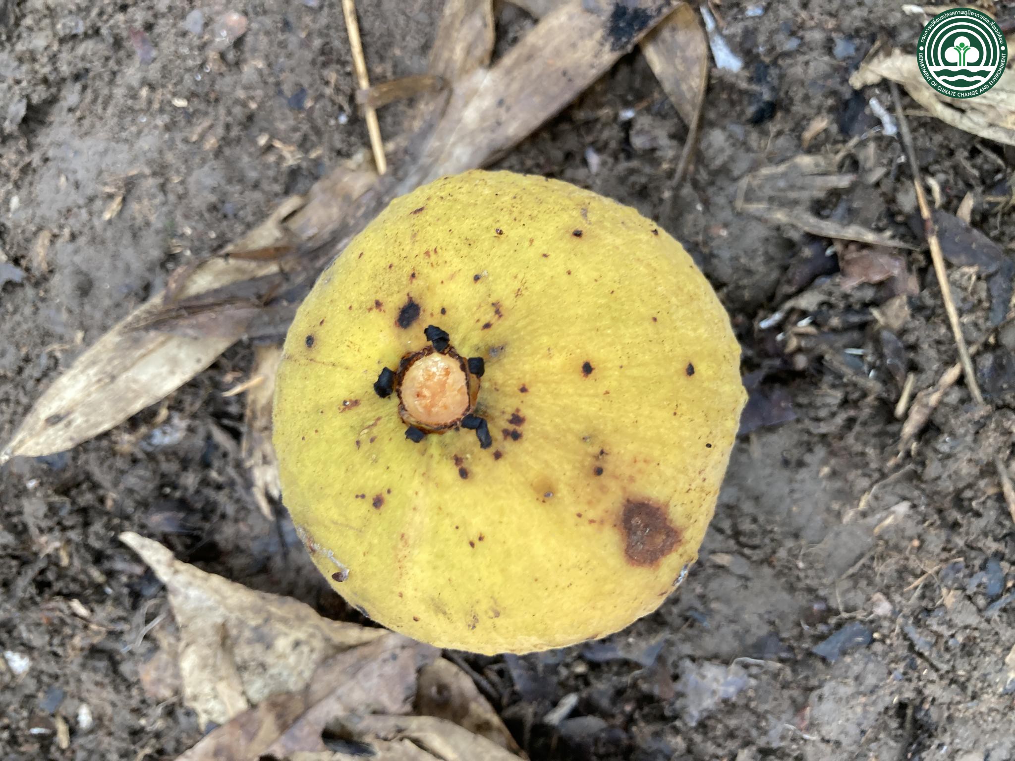 Sandoricum koetjape