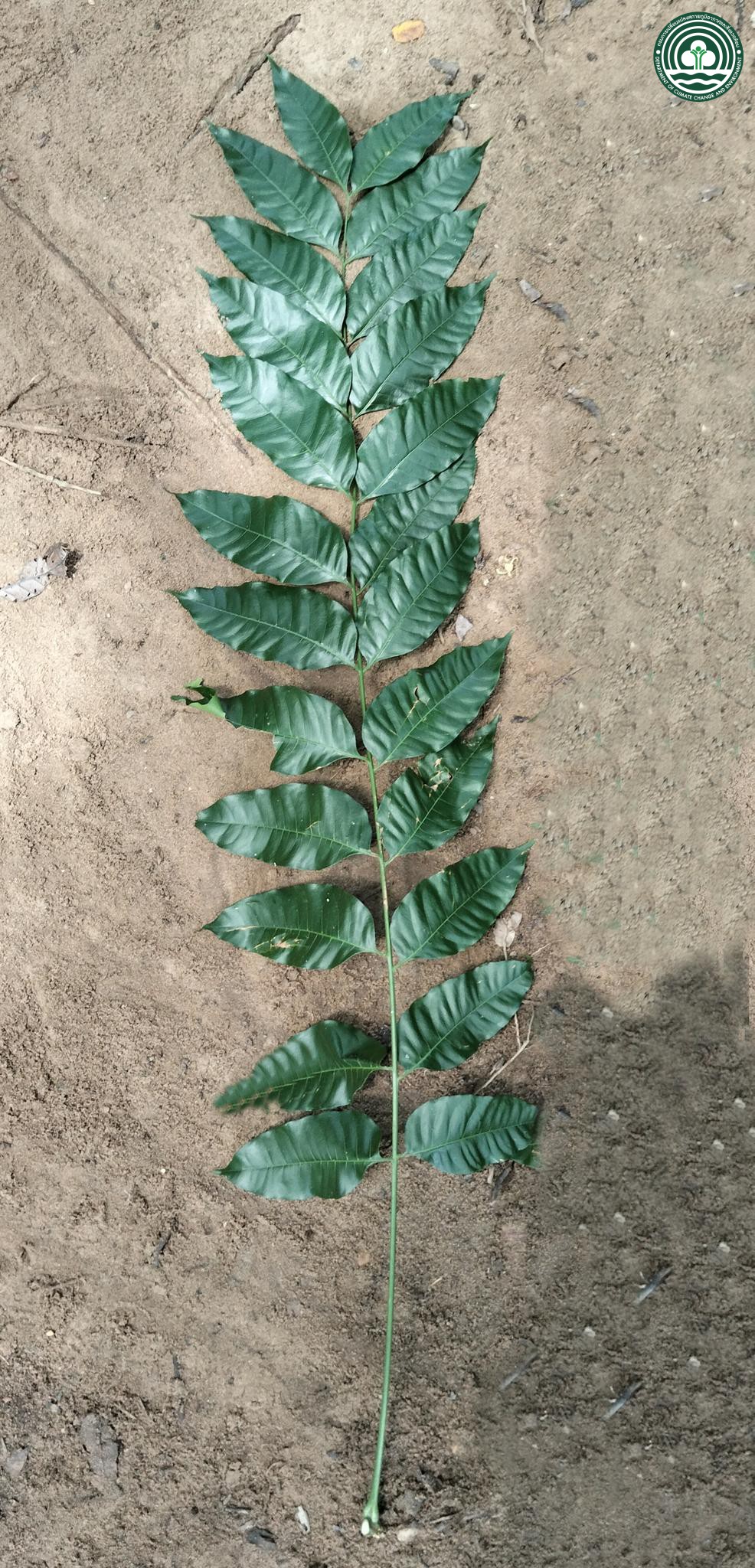 Toona ciliata