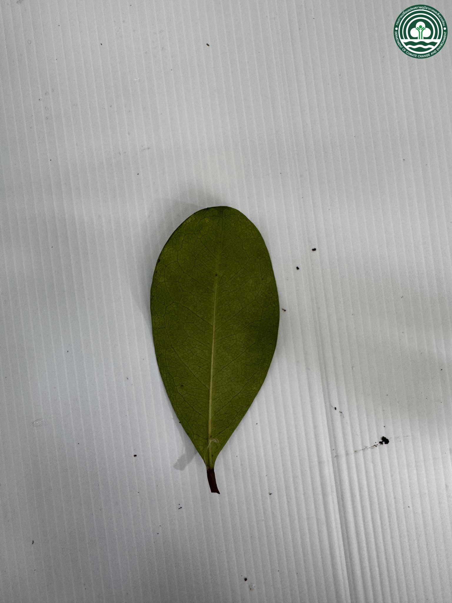 Xylocarpus granatum